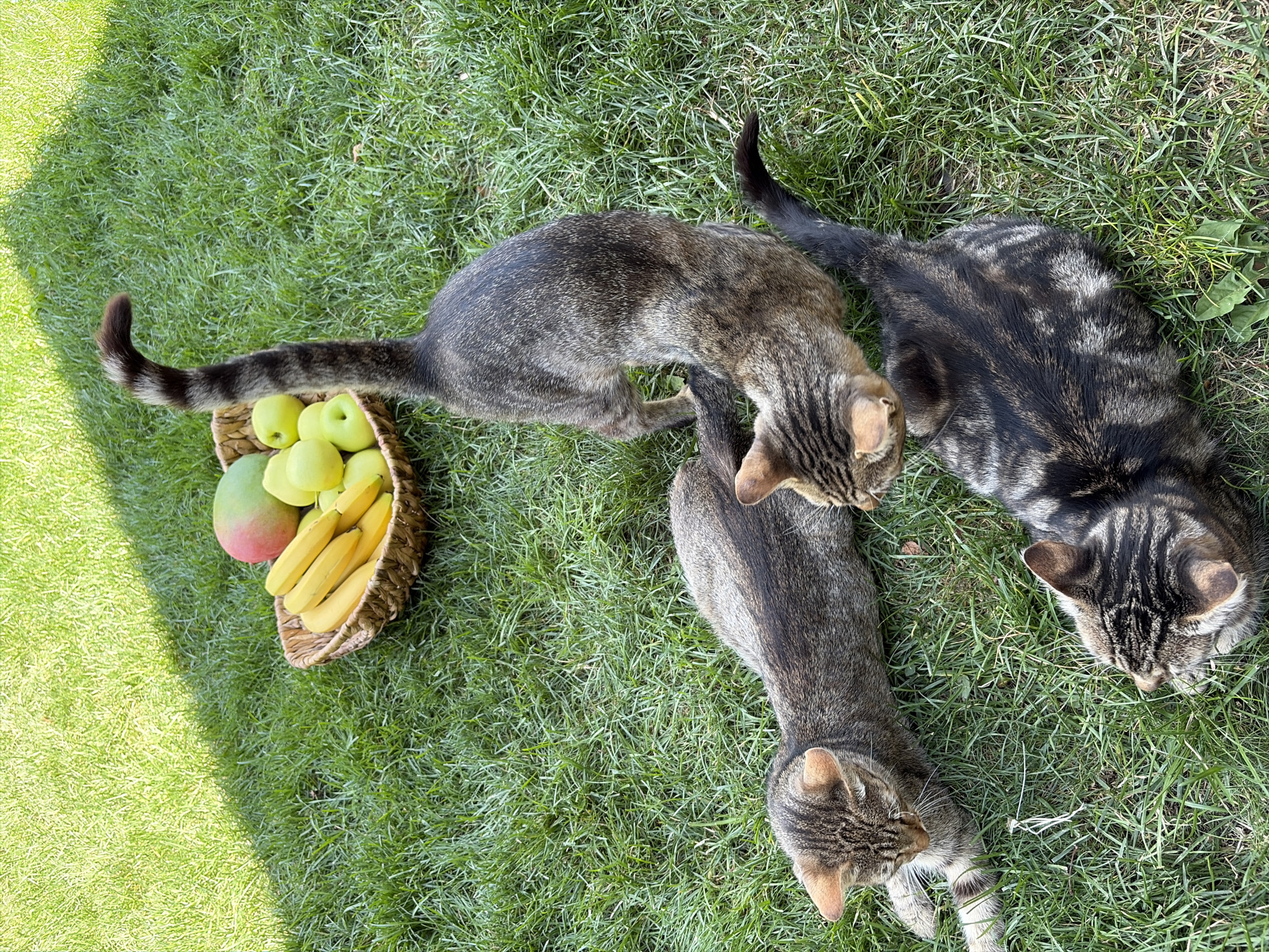 In the city of Oxentea, Moldova, on a sunny day with dappled shadows from a tree, three tabby cats are resting on a vibrant green lawn. In the background, a woven basket contains a ripe mango, several bananas, and green apples. One cat is lying on its side, facing left, its gaze directed downwards. Another cat is also lying down, with its head turned towards the center of the frame. The third cat is standing, facing the basket, with its tail curved upwards. The grass is short and well-maintained, indicating a residential area or park.