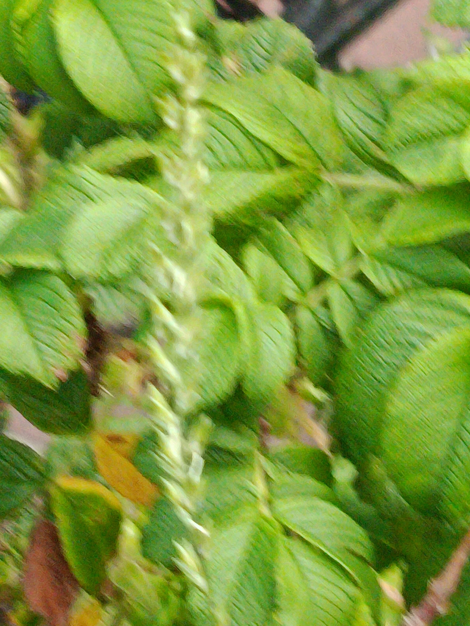 The image is a close-up, out-of-focus shot of green foliage. A thin, pale stem with small, light-colored protrusions runs vertically through the center of the frame. The leaves are a vibrant green, with some appearing lighter and others darker due to lighting and focus. The overall impression is of a plant in an outdoor setting, possibly a garden or park. There are no people or identifiable man-made structures visible in the image. The location in Kyiv, Ukraine, cannot be determined from the visual information provided.