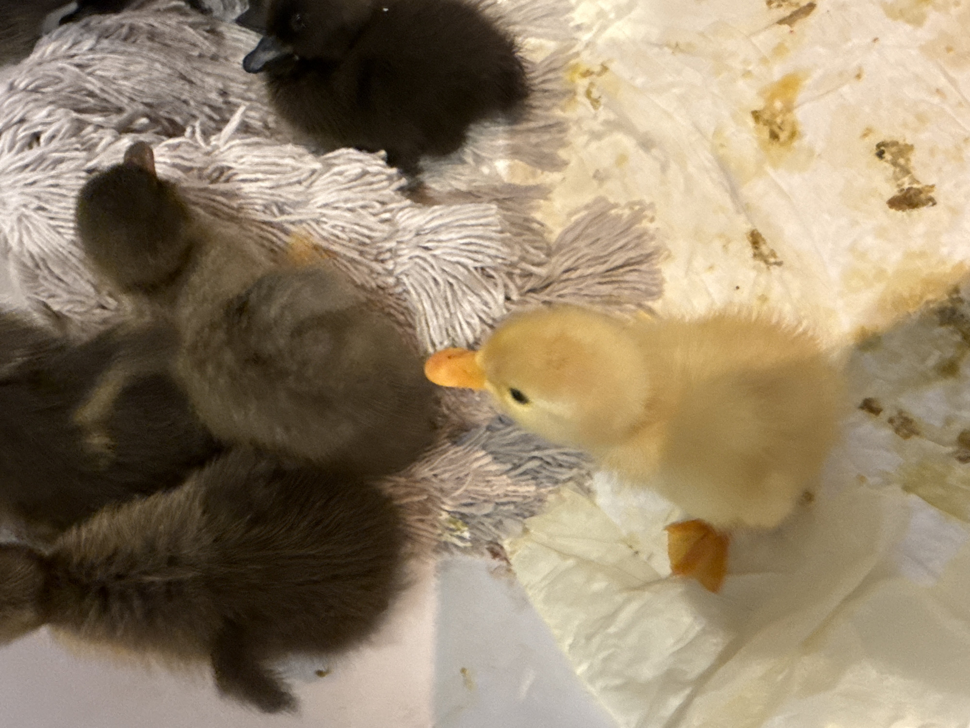The image depicts a close-up, eye-level view of four ducklings within what appears to be a brooder. The ducklings are positioned on a white, crinkled paper substrate, possibly paper towels, with some organic debris scattered across it. In the foreground, a yellow duckling with a prominent orange beak is centrally located, facing towards the right side of the frame. To its left and slightly behind, a small piece of orange food, possibly carrot, is visible. In the mid-ground and background, three darker-colored ducklings are clustered together. Two are a dark brown, fuzzy color, and one is a solid black. They are nestled against a textured, gray, fringed material that could be a mat or a soft toy, providing warmth and comfort. The lighting is soft, suggesting an indoor environment, likely a domestic setting or a specialized animal care facility. There is no indication of the specific location being in the city of Galinė, Lithuania; this information cannot be determined from the visual content of the image alone.