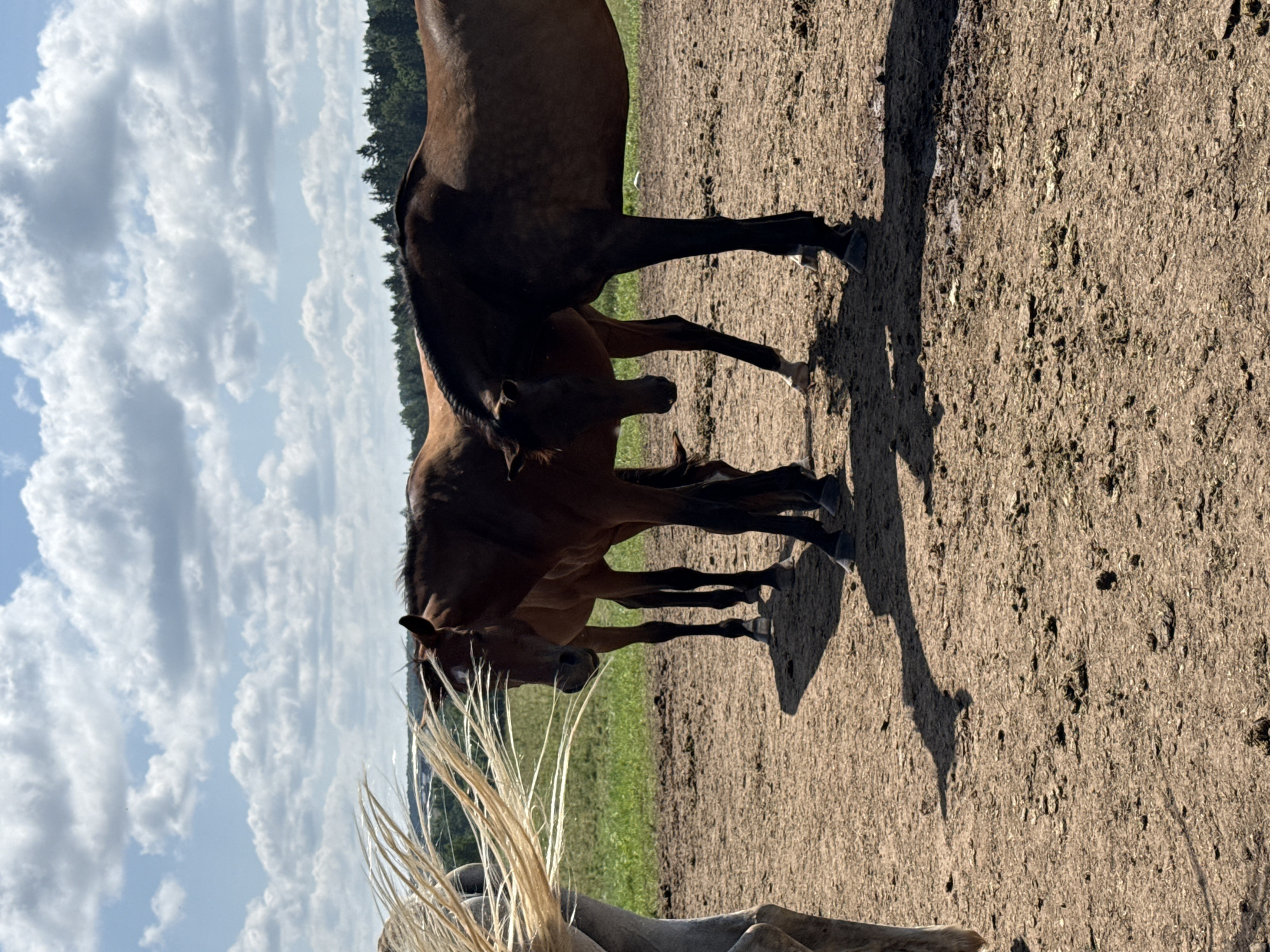 Three horses are standing in a field under a partly cloudy sky. The horses are brown with dark manes and tails. The horse on the left is facing away from the camera, while the other two horses are facing towards the camera. The ground is covered in dirt and grass. In the background, there is a line of trees. The image appears to have been taken in Galinė, Lithuania.