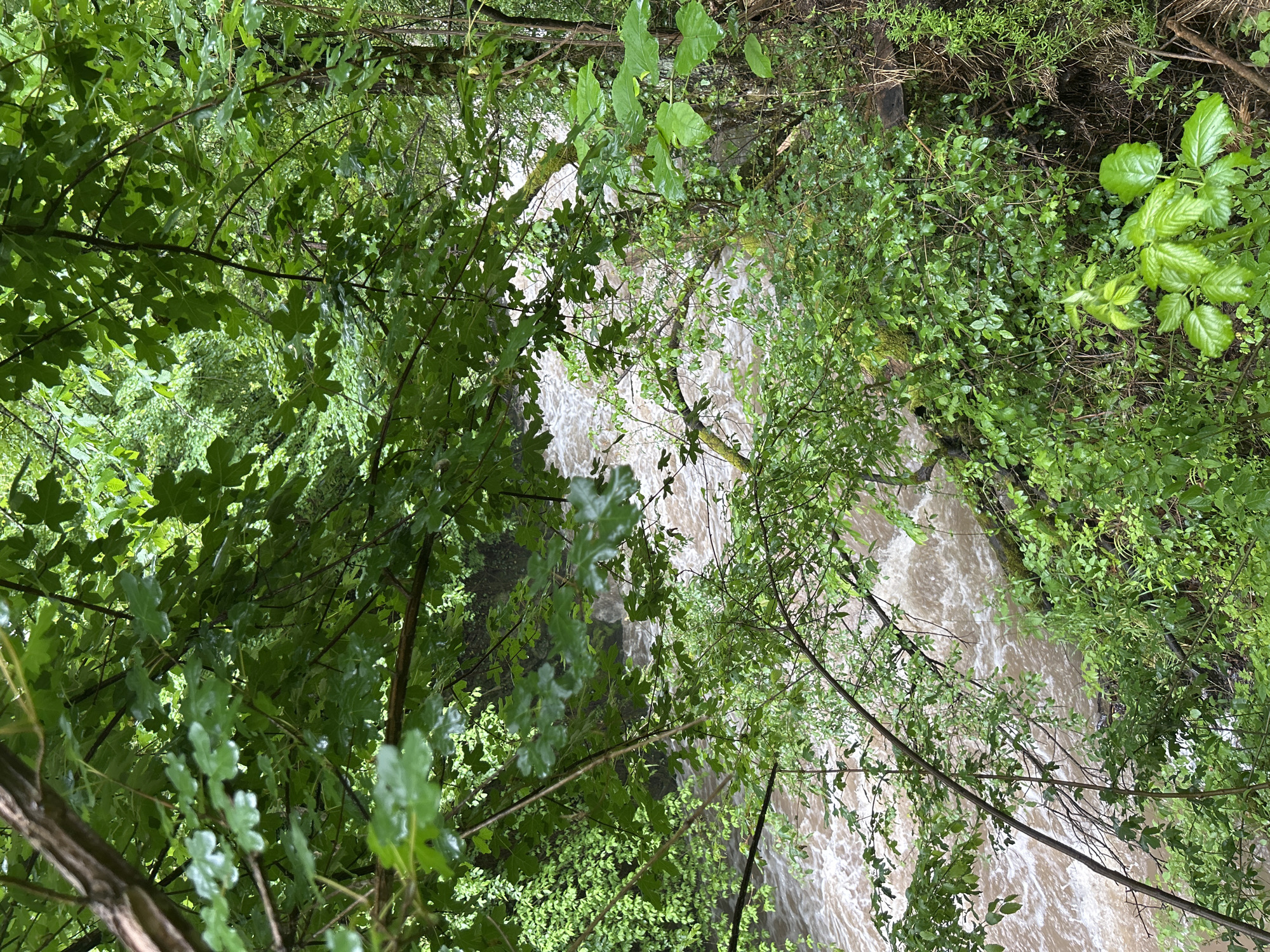 The image presents an elevated view of a fast-moving river or stream, likely captured from a position overlooking a ravine or embankment. Lush green vegetation, primarily trees and bushes, frames the waterway, obscuring parts of the water's surface. The water itself appears turbulent, possibly due to recent heavy rainfall. The location is ambiguous but is likely a natural or semi-natural area in a city or town.