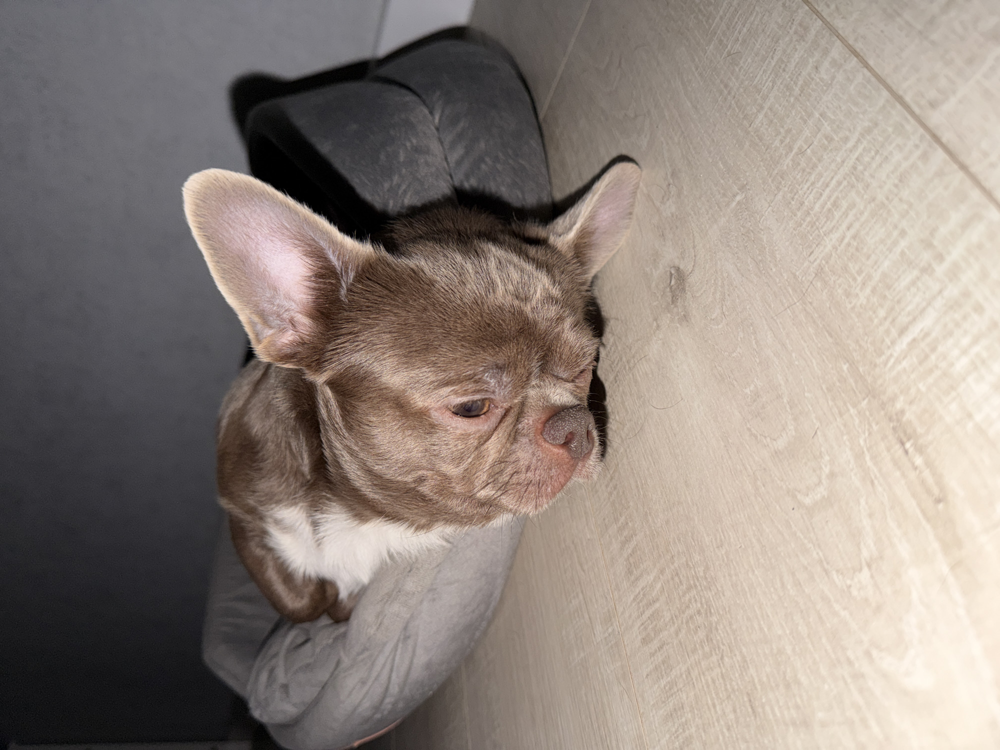 A small, brown and white Chihuahua-like dog is lying in a gray, plush dog bed next to a light brown, wooden floor. The dog is looking down and to the right, away from the camera. The background is partially obscured by a dark gray object. The location is not discernible as Votkinsk, Russia.