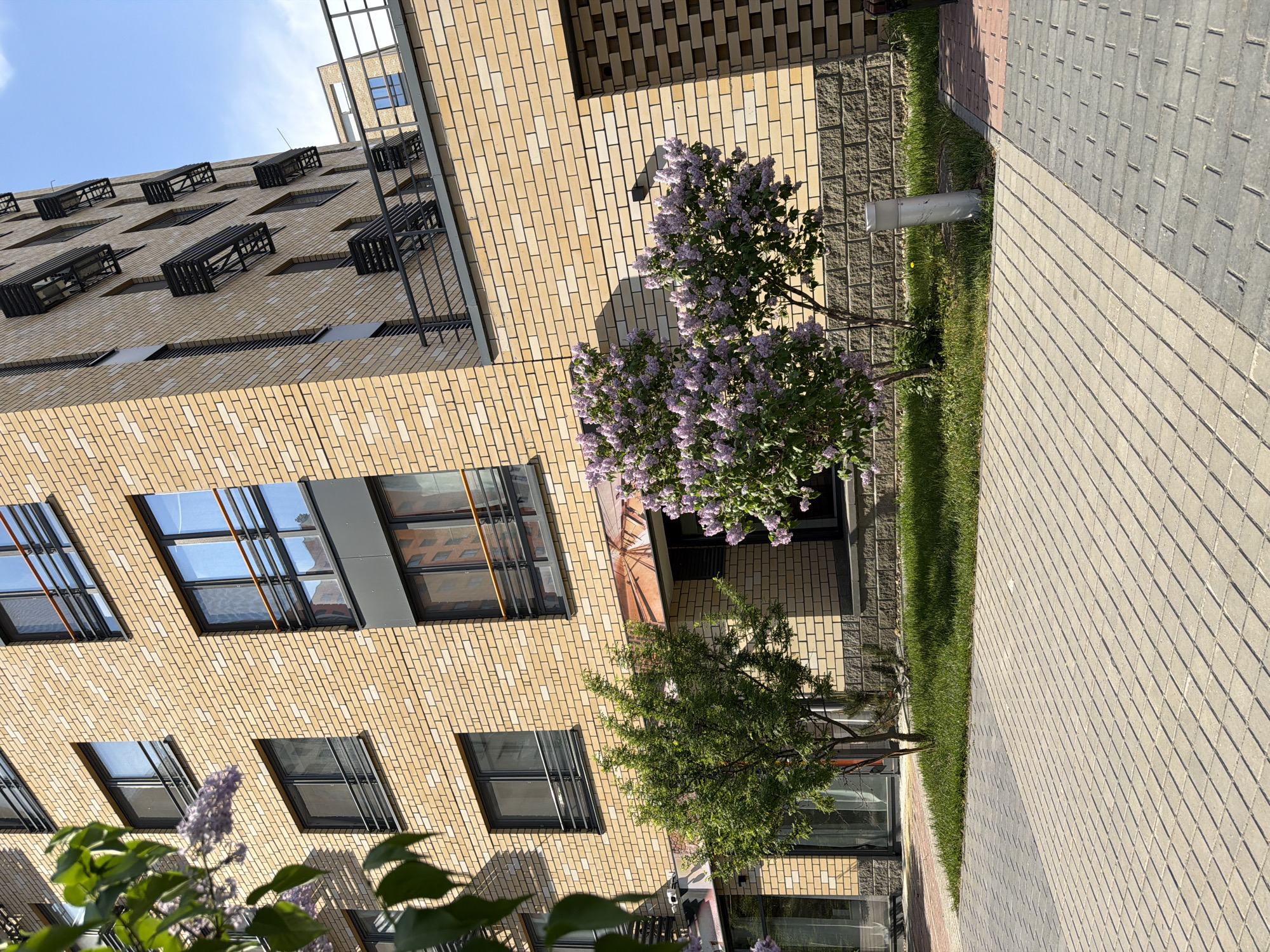 A ground-level shot reveals the exterior of a brick building, possibly an apartment complex, located in Tyumen, Russia. The building is constructed with light-colored bricks, displaying a repeating pattern of windows with dark frames and protruding black metal balconies. In front of the building are two young trees, one adorned with purple flowers, adding a splash of color to the scene. Adjacent to the building is a paved walkway, constructed of rectangular stones. A strip of grass separates the building and the walkway, creating a narrow buffer of greenery. The sky is partially visible, hinting at a bright day.
