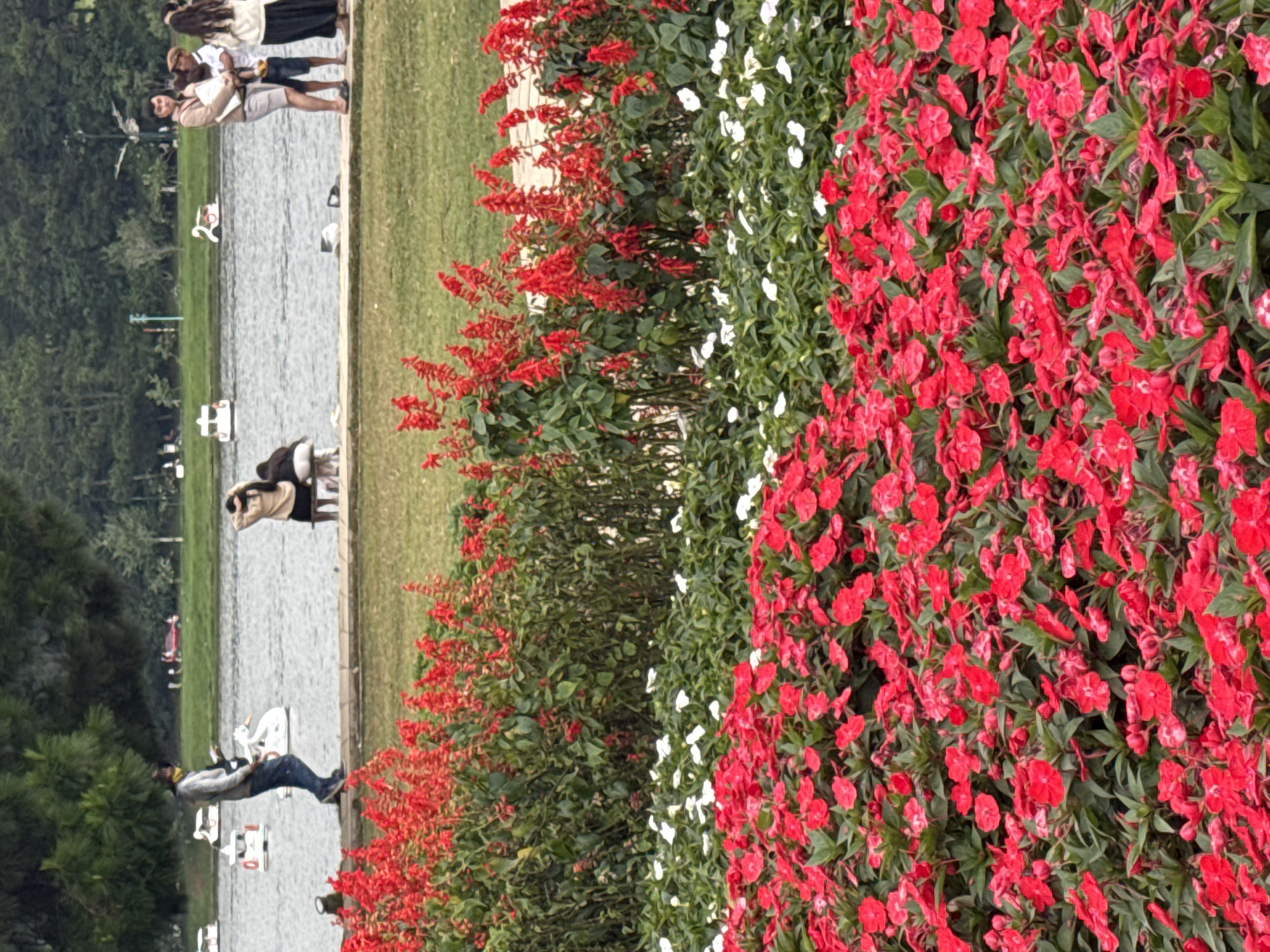 The image captures a scenic view of Xuan Huong Lake in Da Lat, Vietnam, with a vibrant flower garden in the foreground. Red and white flowers blanket the lower portion of the frame, creating a striking visual contrast. In the middle ground, a pathway runs alongside the lake, where several individuals are enjoying the day. A man in a light-colored jacket and blue jeans walks along the path, while a group of people, including a family with children, are seated on a bench. The lake itself is dotted with swan-shaped pedal boats, indicating recreational activity. The background features lush green trees and a distant landscape, characteristic of Da Lat's natural beauty. The overall atmosphere is peaceful and leisurely, with people enjoying the outdoor environment and the picturesque surroundings of the lake.