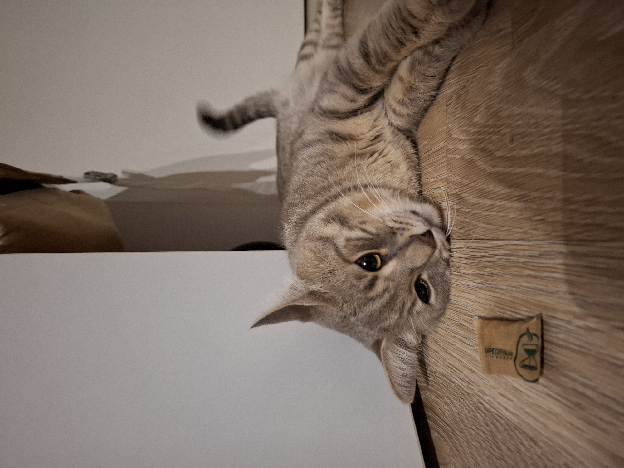 A tabby cat is lying on a wooden floor next to a small, tan paper packet with green writing on it. The cat is light brown with dark stripes and has green eyes. It is lying on its side, with its head resting on the floor. The packet is small and rectangular, and it appears to be made of rough paper. It has some green writing on it, but it is not possible to read what it says. The floor is made of wooden planks, and it appears to be clean. In the background, there is a white wall and a tan object that is out of focus.