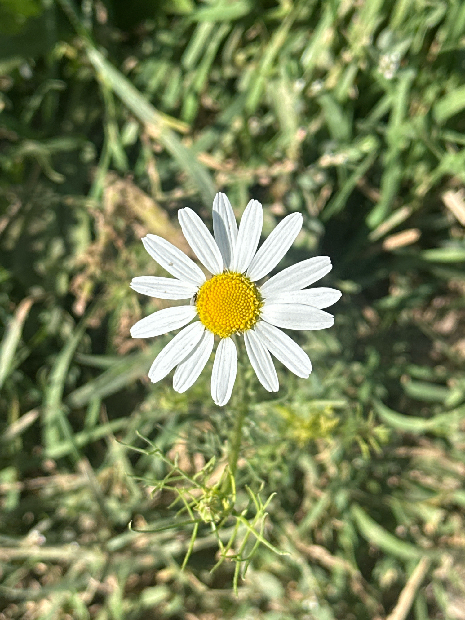 A single white daisy with a yellow center is in focus against a blurred background of green grass. The daisy is positioned slightly left of center in the frame. The surrounding environment appears to be a natural outdoor setting, possibly a park or garden. There is no indication of the city of Gyumri, Armenia, within the image itself.