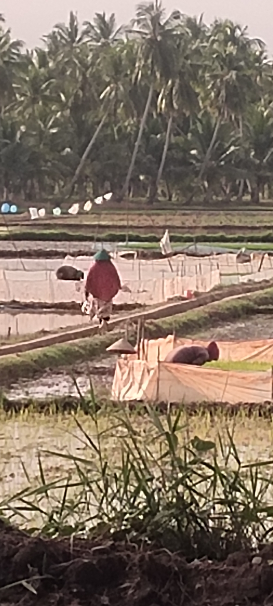 In Aluekeujruen, Indonesia, a person wearing a conical hat and a red garment is walking through a flooded rice field, which is characteristic of the local agriculture. The field is bordered by a row of palm trees and is divided into sections by raised paths. Some of these sections are covered with netting, possibly for protection against pests or for seedling cultivation. The scene is set against a backdrop of more palm trees, suggesting a rural or agricultural area.