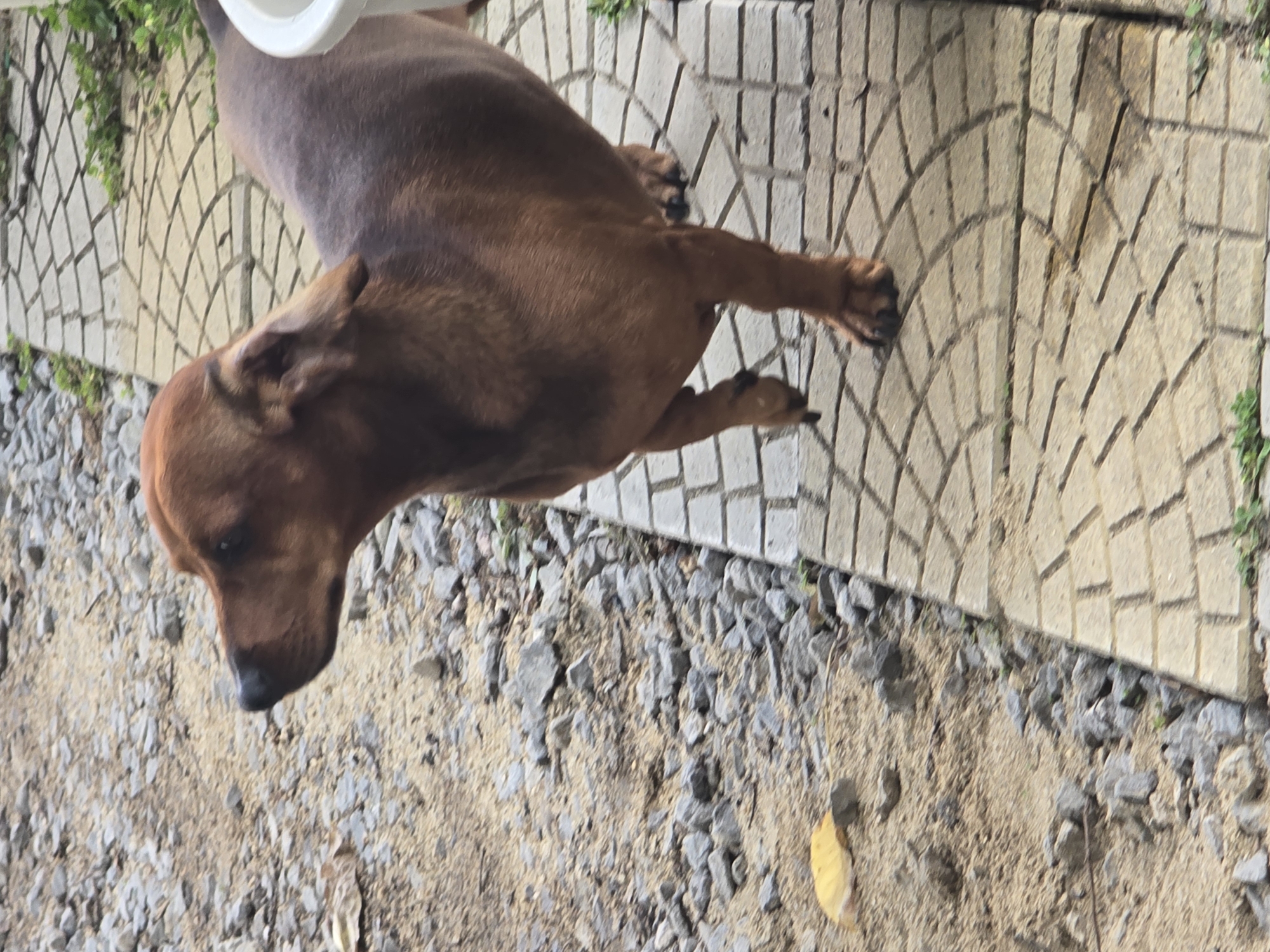 A brown dachshund dog is standing on a paved walkway. The walkway is made of light-colored rectangular and curved paving stones. To the left of the walkway is a rough ground covered with gravel and sand, with a single yellow leaf on the ground. The dog is facing left, with its head turned slightly to the right, looking towards the ground. Its ears are floppy and its body is muscular. A white bucket is partially visible to the right of the dog. The environment appears to be outdoors, possibly a garden or backyard. The scene is located in Golyanovtsi, Bulgaria.