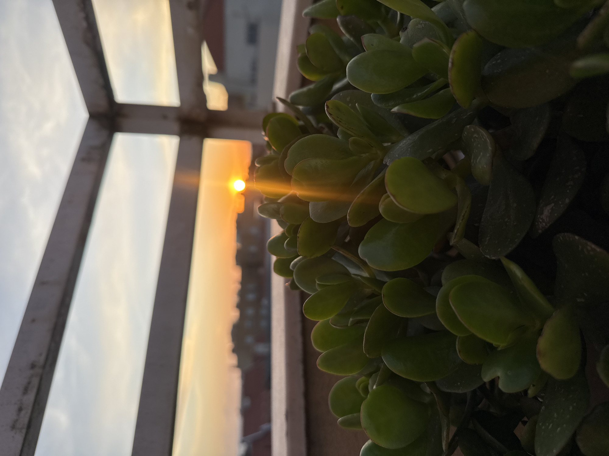 The image shows a close-up view from what appears to be an indoor setting, possibly a balcony or window. A plant with small, fleshy green leaves is in the foreground, slightly blurring the view behind it. Through a window pane, a cityscape is visible, with a bright sun or sunset partially obscured by buildings. The color of the sky ranges from pale yellow to orange, indicating either sunrise or sunset. The location is likely in Vila Nova de Gaia, Portugal, based on the prompt request, but without more distinct landmarks, confirmation is not possible.