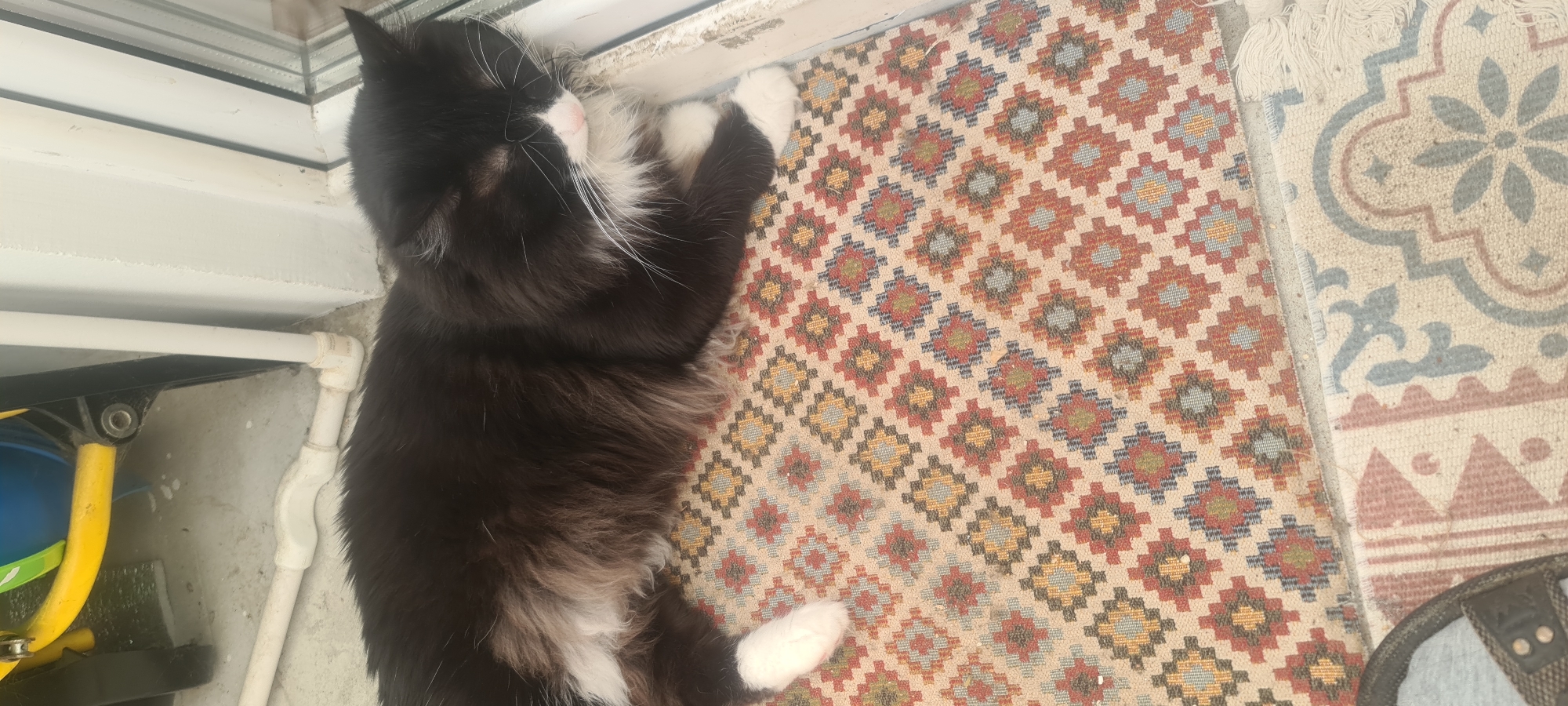A black and white cat is sleeping on a patterned rug by a window. The cat is lying on its side, with its paws tucked in. The rug has a geometric pattern with red, blue, yellow, and white diamonds. The window frame is white, and there is a white pipe running along the wall. The scene appears to be indoors, possibly in a home. The lighting suggests it is daytime. There is no visible text in the image.
