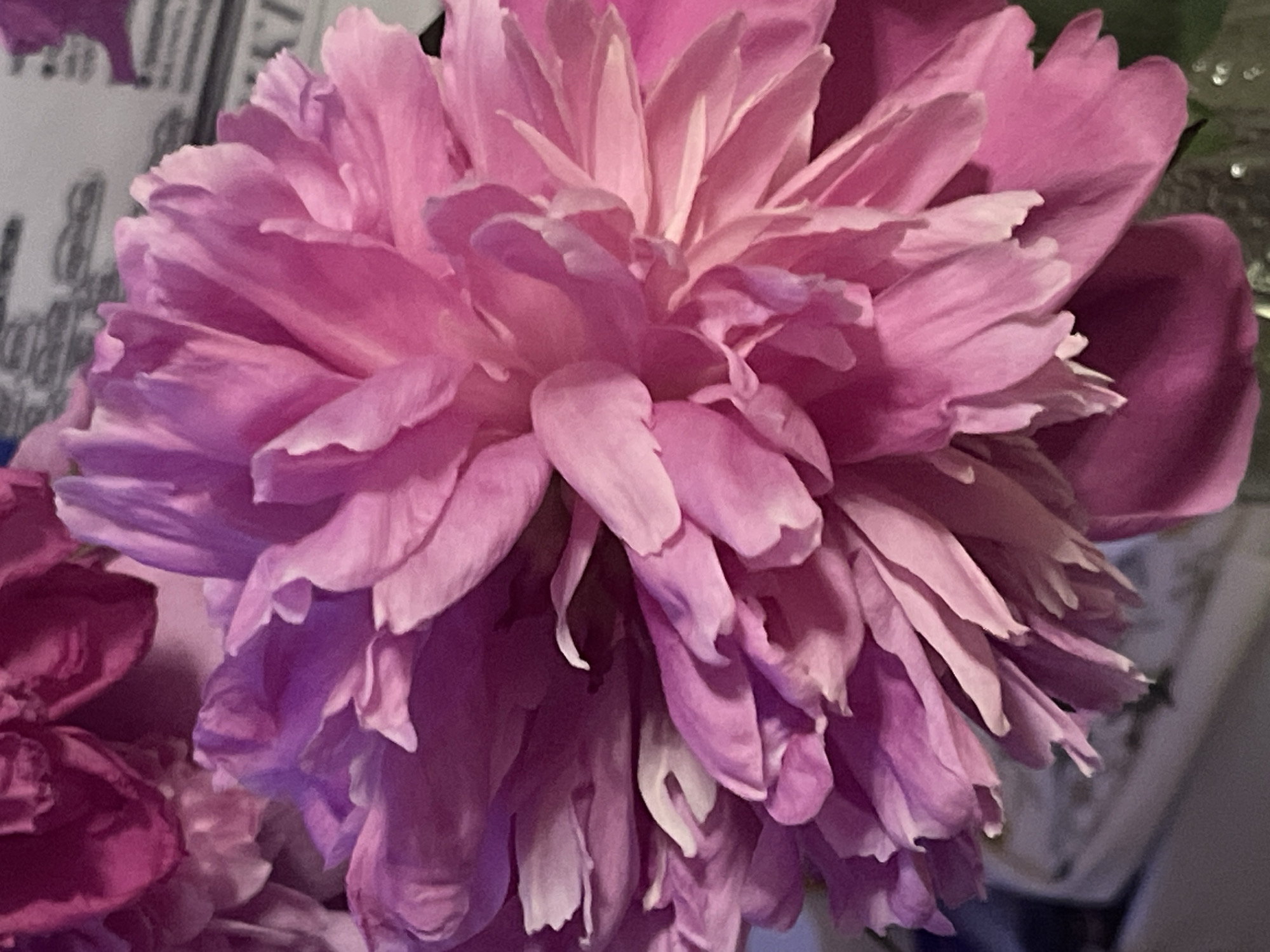 A close-up, vertical shot focuses on a large, vibrant pink peony flower with many delicate petals. The flower is the primary subject, filling most of the frame with its intricate texture and varying shades of pink and purple, highlighted by soft lighting that creates subtle shadows. In the background, blurred elements suggest other flowers, possibly also peonies, in deeper shades of magenta and purple. A hint of patterned paper or fabric with black text is visible behind the flowers, but it is out of focus. The bottom of the frame shows a portion of a clear glass object, likely a vase. The scene is devoid of people or any discernible urban landscape features; therefore, its location in Minsk, Belarus, cannot be determined from the visual information provided.