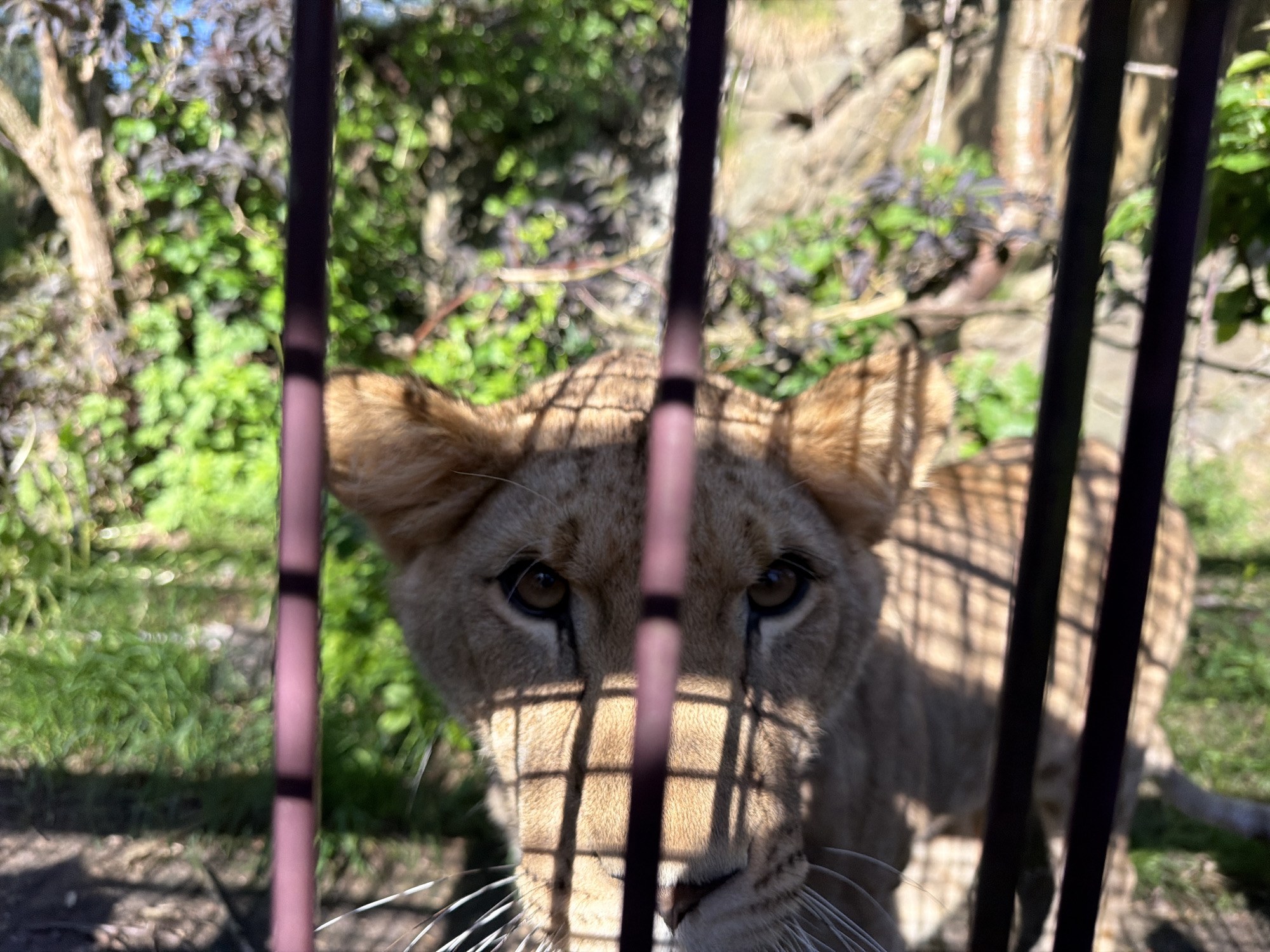 A young lion or lioness is depicted in a medium close-up, facing directly towards the viewer from within an animal enclosure. Its light tan to golden-brown fur is visible, with large, dark eyes intensely focused on the camera. Multiple vertical, dark-colored bars are present in the immediate foreground, obscuring parts of the animal's face and body. Strong overhead sunlight casts distinct, grid-like shadows from these bars across the lion's face, muzzle, and shoulders. White whiskers extend outwards from the lower part of its muzzle. The background consists of an out-of-focus, vibrant green landscape with lush foliage, trees, and hints of rocky or earthy terrain, characteristic of an outdoor habitat. A small area of clear blue sky is visible in the upper left portion of the frame. This scene is situated within an animal enclosure, likely at Kristiansand Zoo and Amusement Park (Dyreparken) in Kristiansand, Norway.