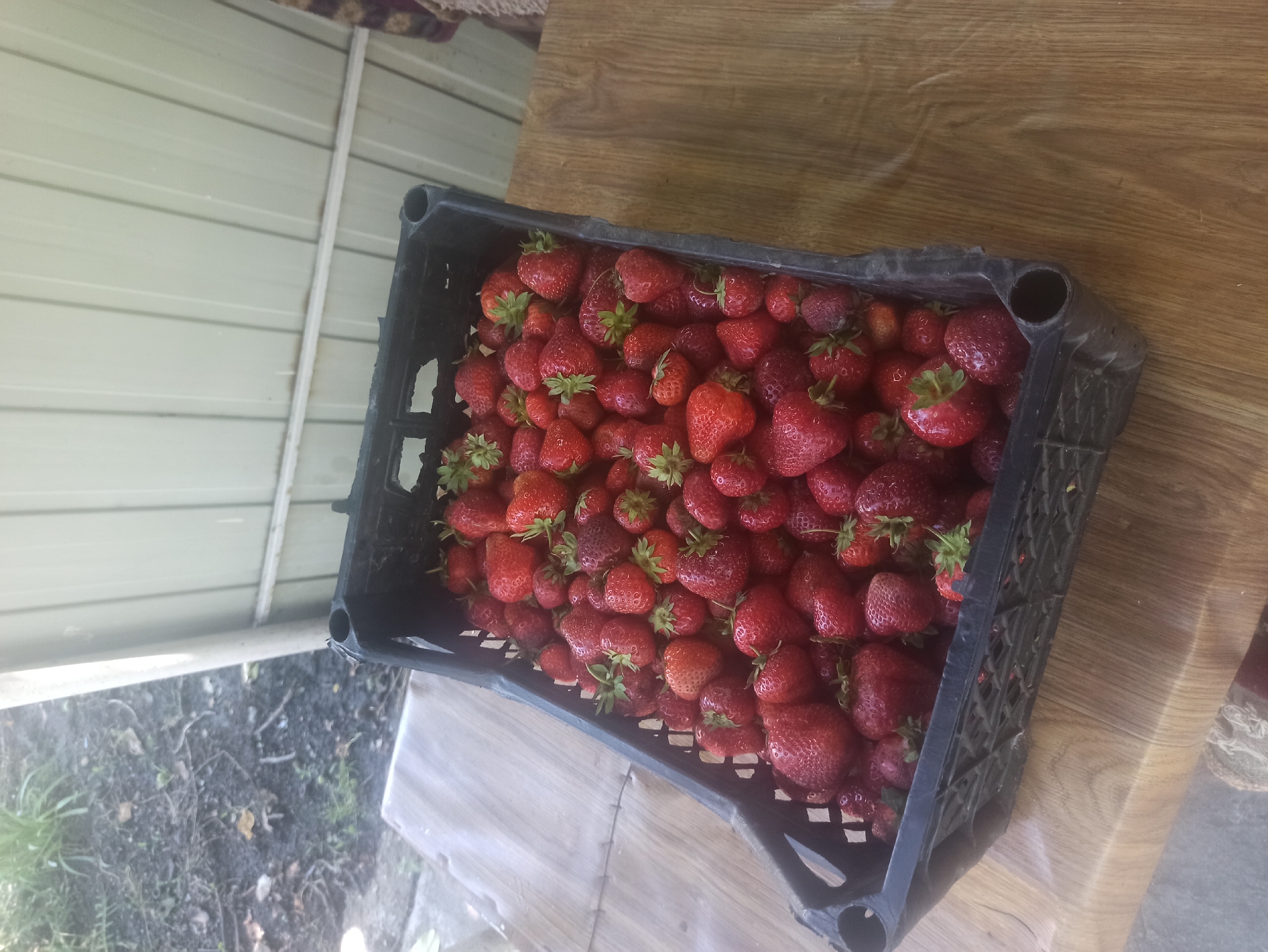 A black plastic crate brimming with ripe, red strawberries sits on a wooden table. The crate is filled to the brim, with many of the strawberries spilling over the sides. The strawberries are of various sizes, and some have green stems and leaves still attached. The wooden table has a visible grain and a light brown color. In the background, a light-colored corrugated metal wall is visible, along with some greenery and dirt. The scene appears to be outdoors, possibly in a yard or garden area. The overall impression is one of abundance and harvest.