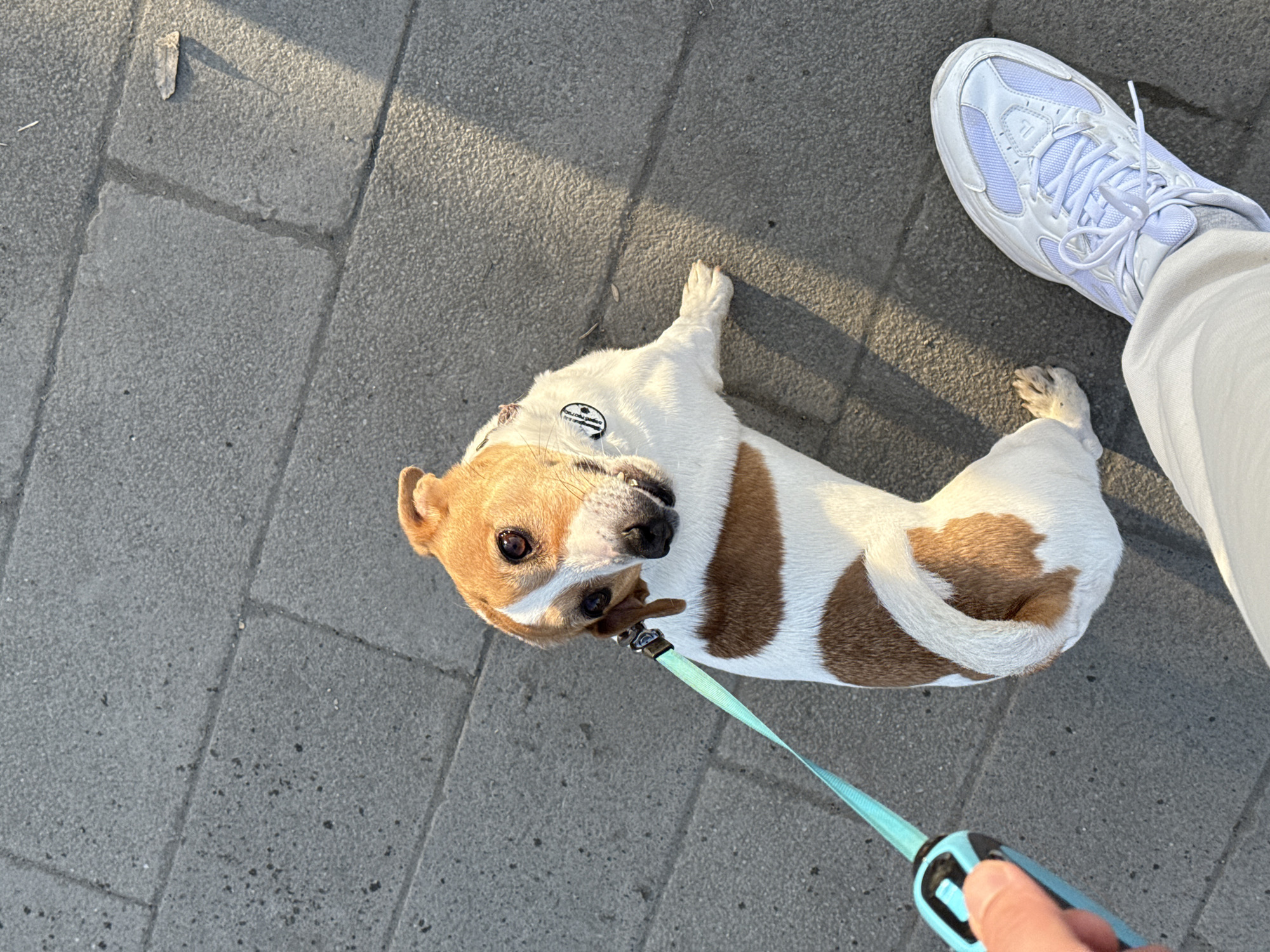 A tan and white dog lies on a gray tiled walkway, its head oriented upwards towards the camera. A blue retractable leash is attached to the dog’s collar and extends toward a person's hand holding the leash handle. The person is wearing white pants and a white athletic shoe. The setting appears to be outdoors, possibly a city sidewalk. There is no indication of this image being in Perm, Russia.