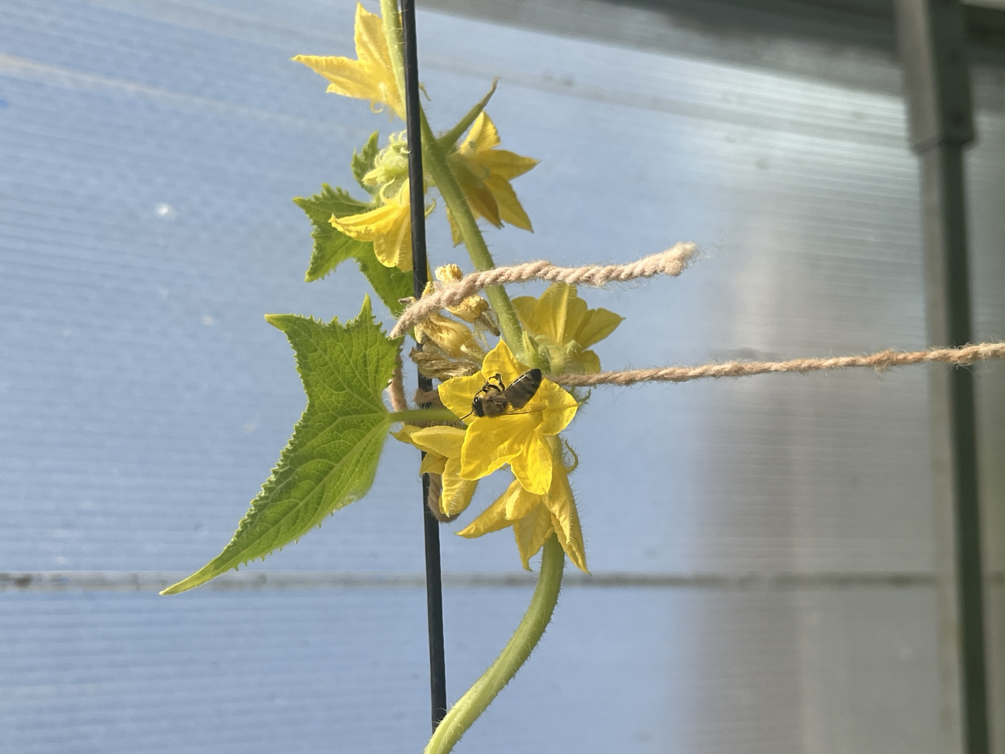 A honeybee, viewed from the side and slightly from above, is perched on a vibrant yellow cucumber flower. The bee is dark with lighter stripes on its abdomen. The flower has five distinct petals and is supported by a thin, green stem that is part of a larger vine. A thin, coarse-textured brown twine hangs vertically from the flower stem. In the background, a pale blue, translucent material, likely the roof or wall of a greenhouse, is visible, with faint vertical lines suggesting ribbed construction. A thin black wire runs horizontally across the upper portion of the image, passing behind the vine. The scene is captured in Vladimirovka, Russia, within a controlled environment like a greenhouse.