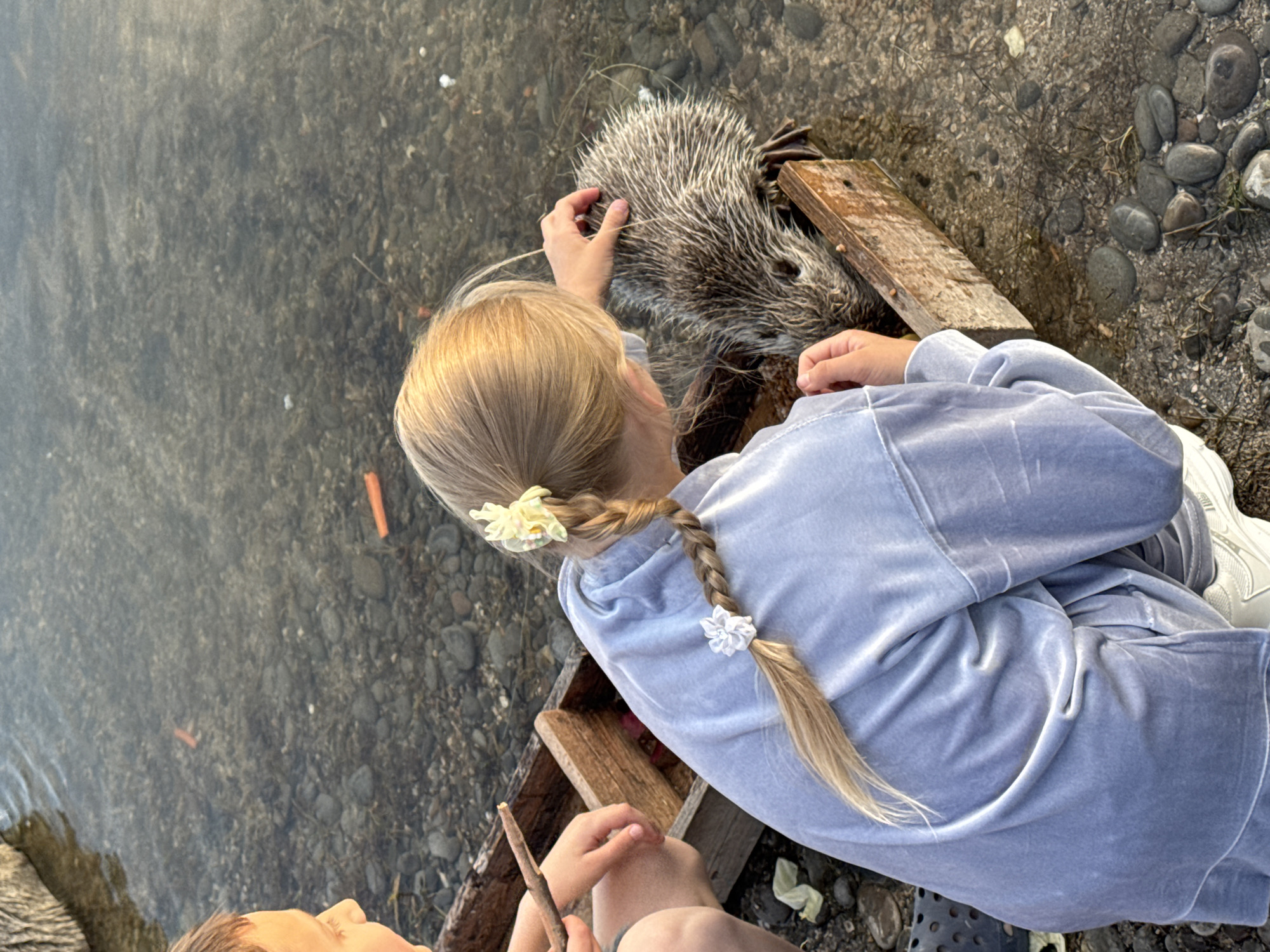 The image presents an overhead view of a serene moment by the water, likely in Novorossiysk, Russia. The central subject is a person, presumably a child or young adult, with blonde hair styled in a braid, adorned with two light flower-shaped hair ties. They are dressed in a comfortable light blue velour tracksuit and white sneakers. This individual is gently reaching out to touch a large, semi-aquatic rodent, identifiable as a nutria (coypu), which has dense, spiky fur and visible webbed feet. The nutria rests partly on a worn wooden plank or structure at the water's edge.
Another person is partially visible in the lower left corner, holding a stick, suggesting they are also observing or participating in the interaction. The setting is characterized by clear, shallow water revealing a rocky bottom, with a similar stony texture on the adjacent bank. Small orange fragments, possibly pieces of carrot, are scattered in the water, indicating that the animal is being fed.
The natural lighting suggests it is either late afternoon or early evening, with a soft, warm quality bathing the scene. The overall impression is one of calm and gentle engagement with wildlife in a tranquil, outdoor environment. No visible text is present in the image.