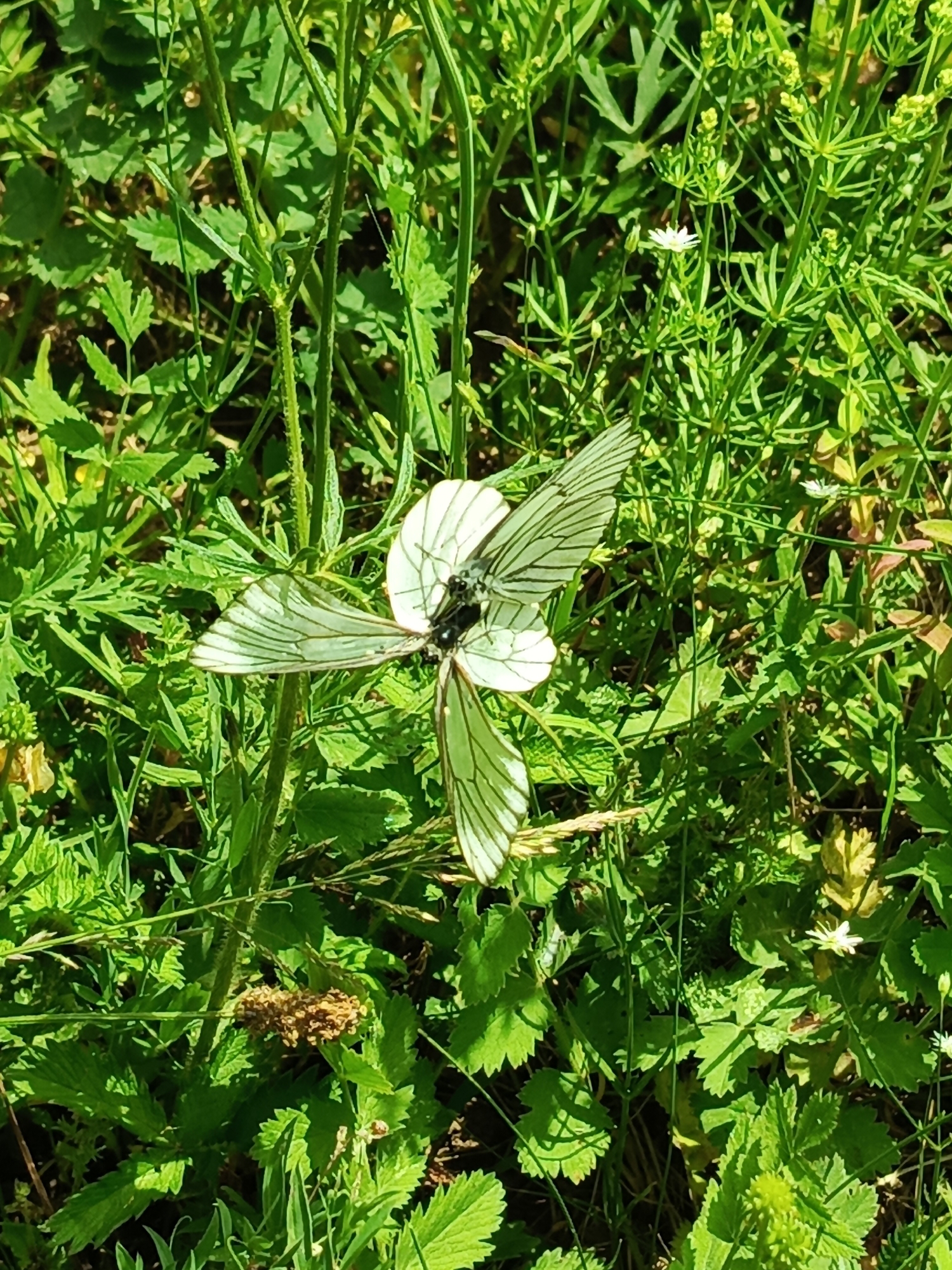 A close-up, vertical, eye-level shot captures a cluster of four white butterflies with black veining on their wings, gathered on a plant stem amidst lush green foliage. The butterflies are arranged in a radial pattern, appearing to rest or engage in some interaction. The surrounding vegetation is dense with various shades of green leaves and thin stems, suggesting a natural outdoor environment. The lighting indicates a bright, sunny day, casting shadows and highlighting the delicate details of the butterflies and plants. The overall scene conveys a sense of natural beauty and tranquility, consistent with a location such as the city of Chumna, Russia, where such flora and fauna might be observed.