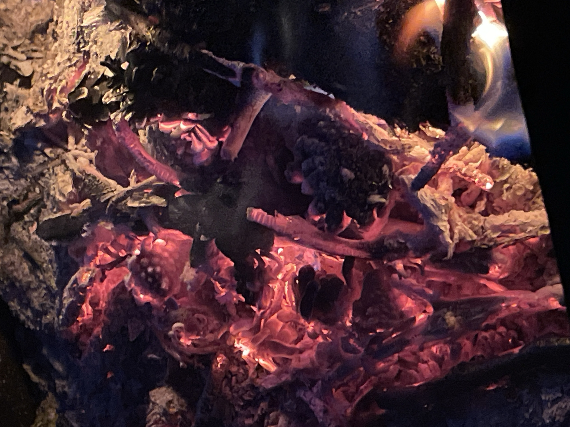 The image shows a close-up view of burning embers and glowing wood from a bonfire. The intense heat has caused the wood to char and glow with vibrant reds and oranges, interspersed with dark, ashy areas. Some pieces of wood appear to be breaking apart, revealing the glowing interior. The background is dark and out of focus, suggesting the photograph was taken in low light conditions, typical of a nighttime fire. There are no people, animals, or discernable structures visible in the image. The scene is entirely focused on the fire itself. The location is identified as Shepelevo, Russia.