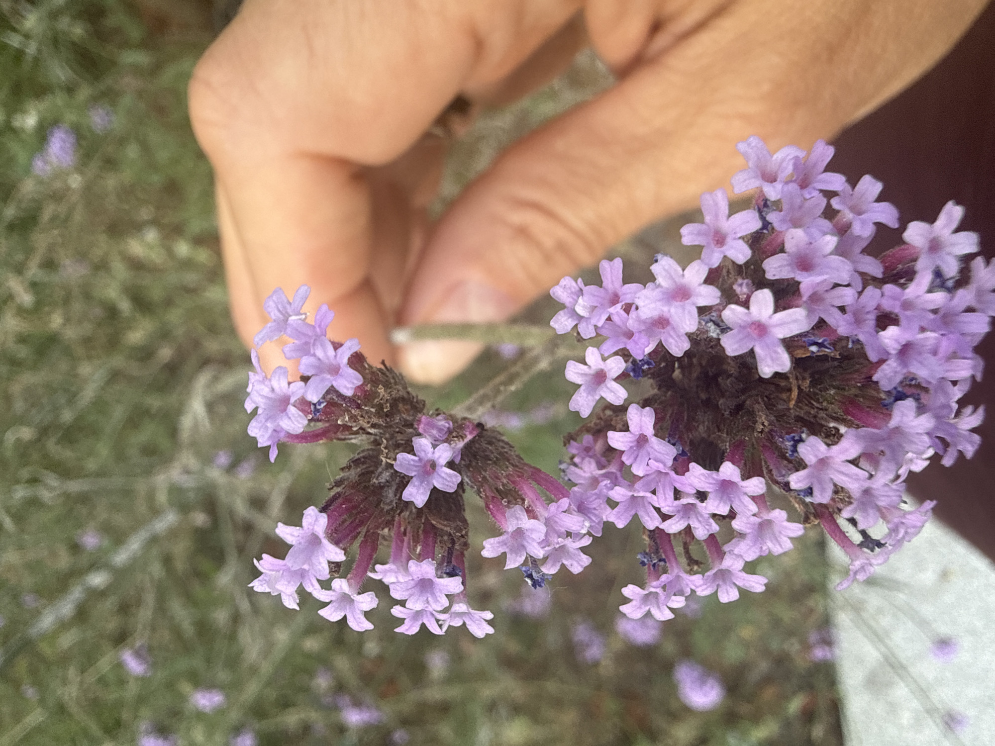 The image shows a close-up of a cluster of small, light purple flowers with a human hand gently holding a stem of the flowers. The background is blurred, consisting of green foliage and possibly other flowers. The scene appears to be outdoors, in a garden or natural setting. The specific location in Barcelona, Spain cannot be determined from the image.
