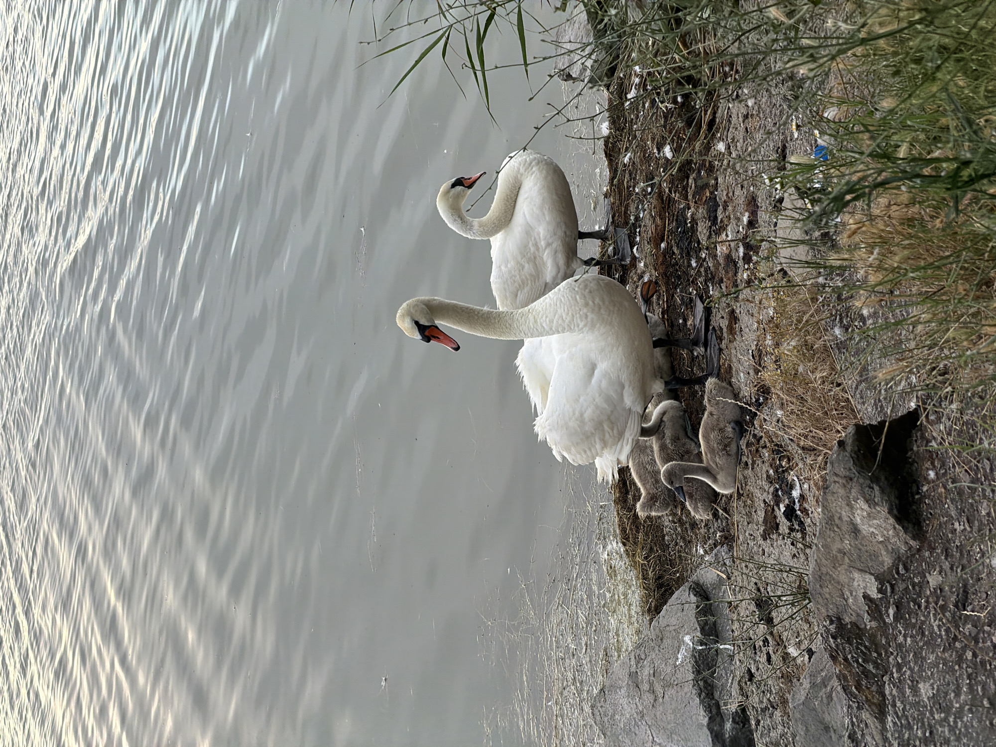 The image depicts a family of swans on the shore of a body of water, likely the Burgas Bay in Burgas, Bulgaria. Two adult white swans stand near the water's edge, with one facing left and the other facing right. Between them, and slightly in front, are three grey cygnets nestled on the ground. The ground is covered with dry grass, some white feathers, and debris, including a piece of blue plastic. The water is calm with ripples reflecting the sky. Rocky formations are visible on the left side of the image, and tall green reeds or grasses grow along the right bank. The overall scene suggests a natural habitat for these birds.