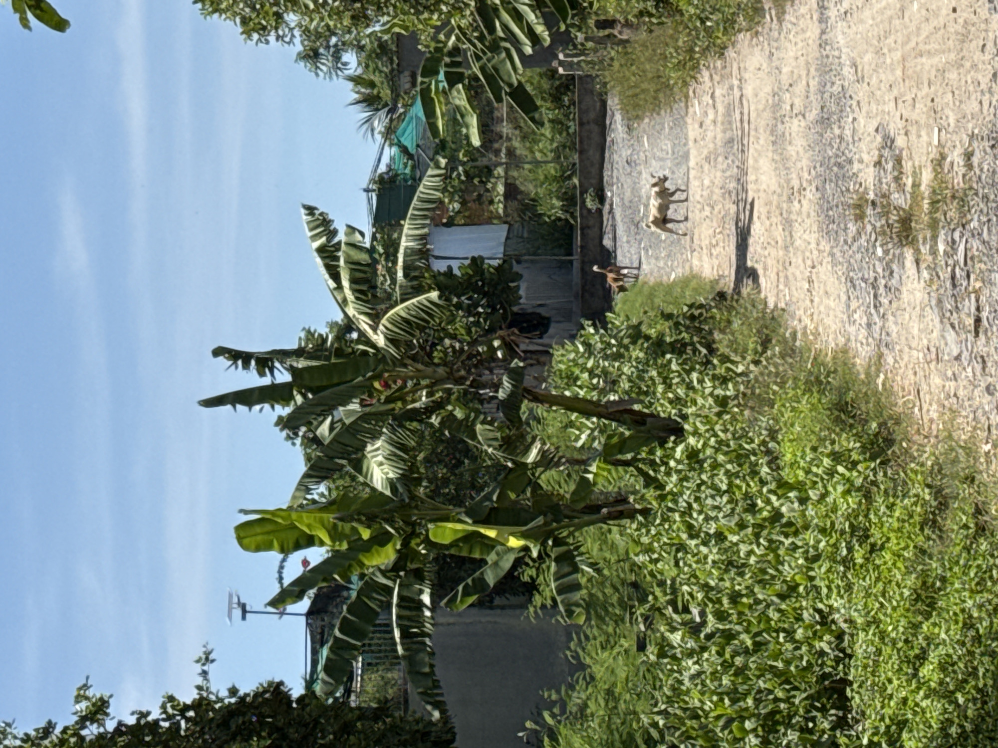 The image depicts a rural scene in Bac Nha Trang Ward, Vietnam, under a clear blue sky. A dirt path, partially covered with gravel, runs through lush green vegetation. Banana trees with large leaves are prominent on the left side of the path. In the distance, two dogs are visible on the path. One dog, lighter in color, is walking towards the foreground, while another, darker dog, is further back and facing left. Beyond the path and vegetation, there are hints of structures, including a grey building on the left and some green sheeting or awnings further back. A solar panel on a pole is visible in the upper left quadrant, above the vegetation. The overall impression is one of a bright, sunny day in a tropical or subtropical environment.