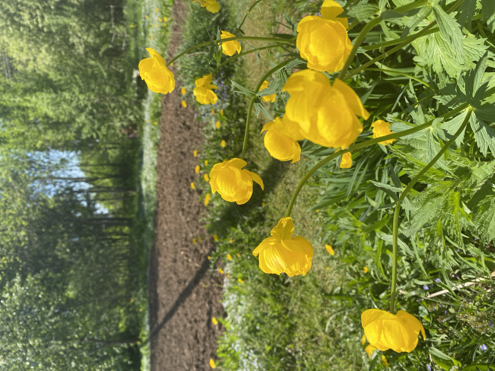 The image depicts a field of yellow Globe-flowers (Trollius europaeus) in bloom, likely located in the vicinity of Прикамский, Russia. The flowers are in various stages of bloom, some fully open and others still partially closed. The surrounding vegetation is green, suggesting a lush environment. A dirt path runs alongside the flower patch, leading into a wooded area in the background. The overall scene conveys a sense of a natural, undisturbed landscape.