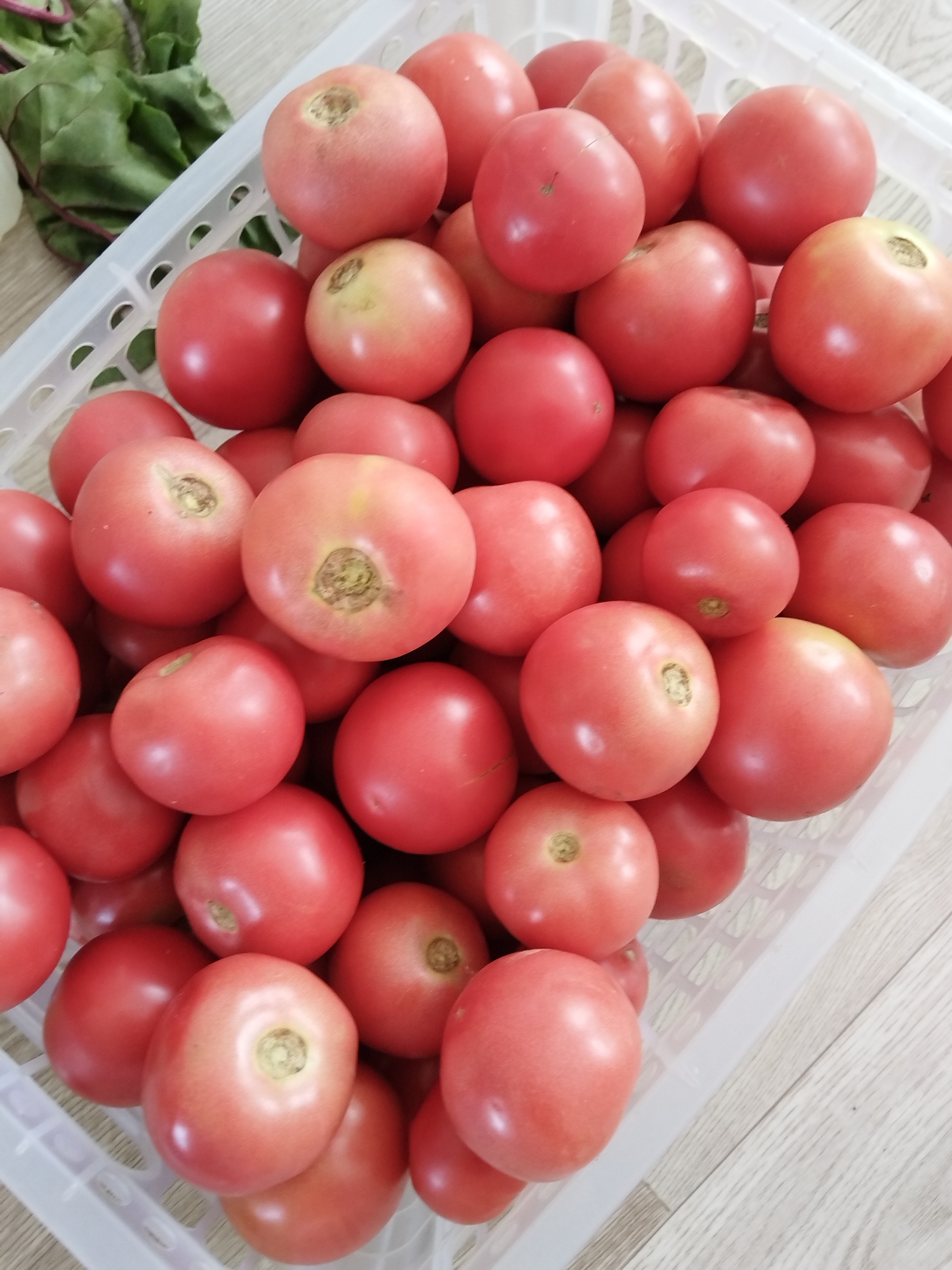 A close-up, overhead shot shows a white plastic basket filled with ripe red tomatoes. The tomatoes are round and vary in size, with some showing the green calyx where they were attached to the vine. The basket itself is partially filled, with tomatoes spilling out the sides and piled high in the center. The background is blurred, but appears to be a light-colored wooden surface. A bunch of leafy green vegetables, possibly beet greens, are visible in the upper left corner of the image, slightly out of focus. The lighting is bright, casting subtle shadows on the tomatoes and highlighting their smooth, glossy skins. The scene suggests a harvest or preparation for cooking, with the fresh produce neatly arranged in the basket. There is no indication of any specific location in the city of Minayevka, Russia.
