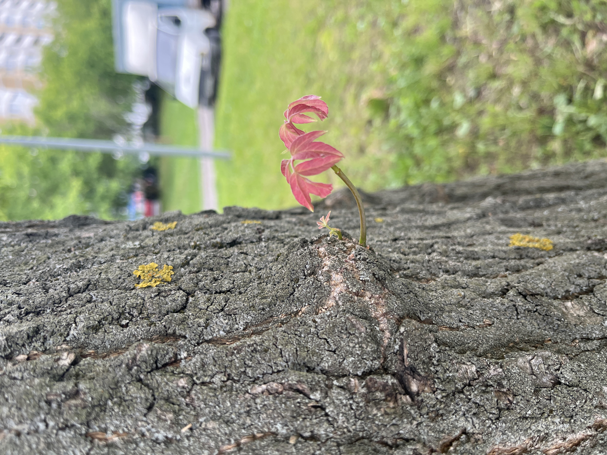 The image shows a close-up of a rough tree trunk with a small plant with pink leaves growing from it. The plant is the main subject in the foreground, with its delicate leaves reaching upwards. In the background, out of focus, are hints of an urban environment, possibly Moscow, Russia. These include glimpses of buildings and a road or pathway, suggesting the tree is situated in a park or along a street. The overall impression is one of nature's resilience, with new growth emerging from seemingly aged and weathered wood. The lighting appears to be natural daylight, suggesting it was taken outdoors during the day. There is no visible text in the image.