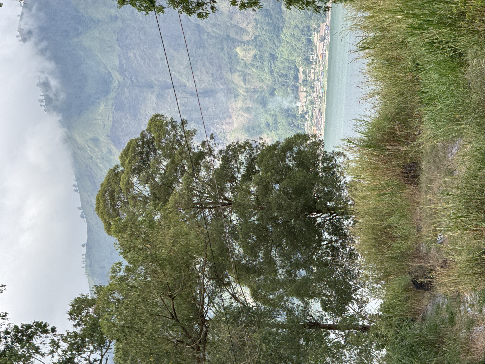 In Kintamani, Indonesia, a tranquil scene unfolds with a vast, placid lake reflecting the overcast sky. The foreground is dominated by a lush expanse of tall, green grasses, partially obscuring a dirt path and a discarded black tire. Two large, leafy trees stand prominently on the left, their branches extending towards the center of the frame. In the background, a hazy mountain range rises majestically, its slopes covered in dense vegetation, with a small town nestled at its base beside the lake. A few power lines stretch across the mid-ground, connecting unseen structures. The overall atmosphere is one of natural serenity, with hints of human presence in the distant settlement.