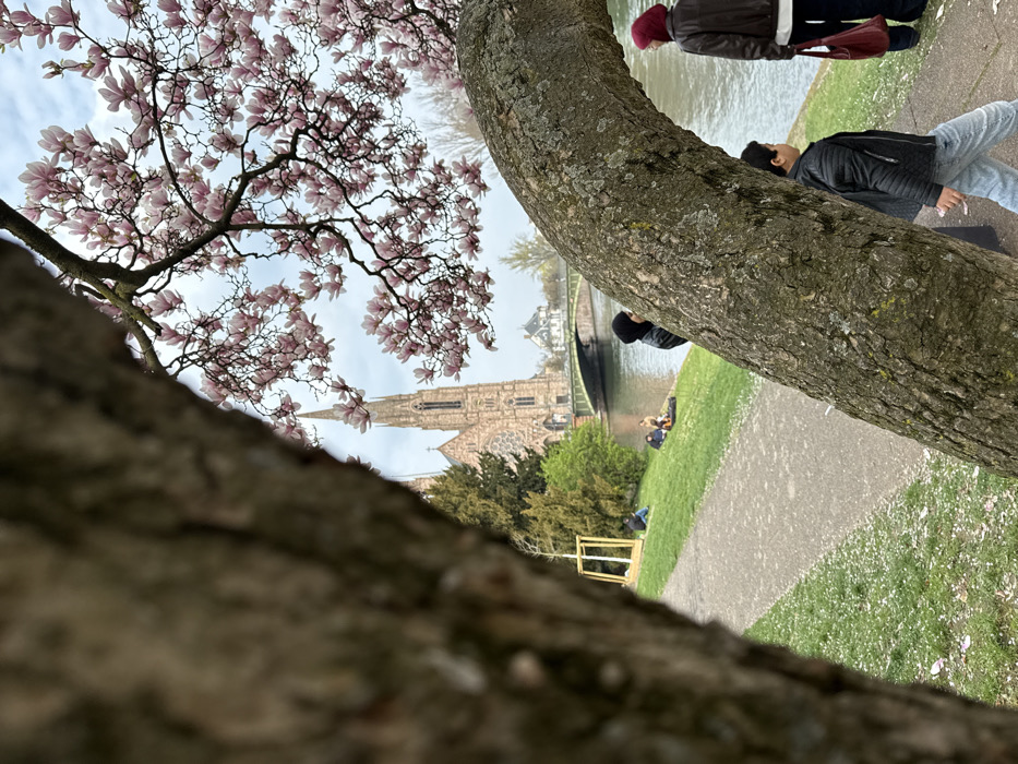 An outdoor scene in Strasbourg, France, depicts the area surrounding Église Saint-Paul and the Ill River on an overcast day. In the foreground, out-of-focus tree trunks frame the view. A large, curved tree trunk with textured bark arches from the mid-right across the center. A young person, wearing a dark quilted jacket and light-colored jeans, walks left-to-right in front of this trunk. Behind this trunk, two individuals stand facing the river; one wears a black hooded garment, and the other, in a dark jacket and red beret, holds a red bag.
The Ill River occupies the midground, with calm water. Along the riverbank, a paved path is visible, bordered by green grass. Several individuals are seated on the grass; one person is distinct in blue jeans and a dark top, while others are further to the right, some appearing to interact, with one wearing an orange top. A large, light-colored wooden frame stands upright on the grass.
In the background, across the river, the prominent Église Saint-Paul de Strasbourg, a large stone church with two spired towers and intricate architectural details, stands under an overcast sky. A green-arched bridge (Pont Saint-Paul) spans the river just beyond the seated individuals, leading towards the church. Other buildings with visible roofs are scattered beyond the bridge. Overhead, in the upper right quadrant, a magnolia tree branch laden with numerous pink blossoms extends, providing a visual contrast against the muted sky. White petals are scattered on the grass.