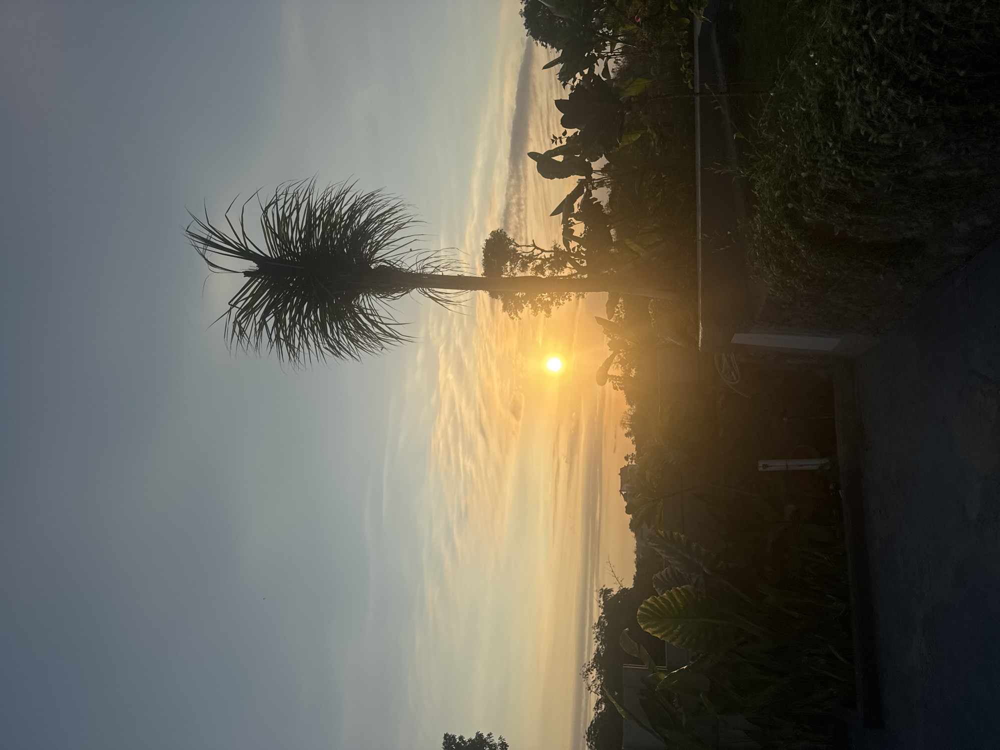 A tropical sunset unfolds over Kuta Selatan, Indonesia. The sun, a vibrant orange orb, hangs low in the sky, casting a warm glow across the horizon. Wispy clouds stretch across the sky, tinged with hues of yellow and orange. In the foreground, a spiky palm tree stands silhouetted against the luminous sky. Lush, dark green foliage, including large banana leaves, forms a dense undergrowth, creating a sense of depth and tropical abundance. The scene is framed by a dark, paved surface in the lower portion of the image, hinting at a patio or walkway. Beyond the immediate greenery, a low stone wall is visible, topped with more vegetation. In the distance, indistinct buildings can be seen nestled amongst the trees and hills. The overall impression is one of serene natural beauty, characteristic of a tropical evening in Kuta Selatan.