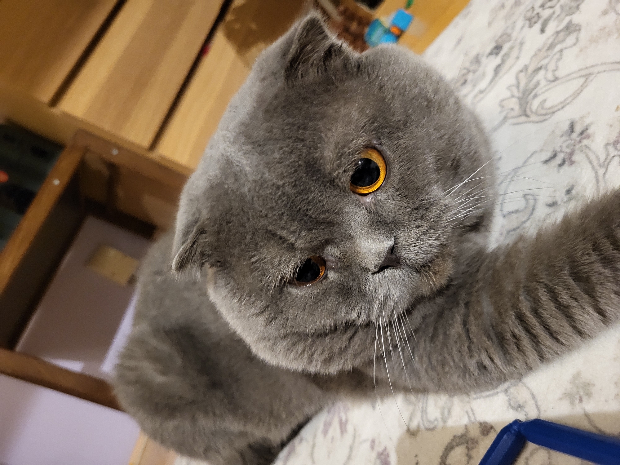 A close-up shot of a gray Scottish Fold cat with amber eyes, lying on a patterned surface. A wooden cabinet is visible in the background.