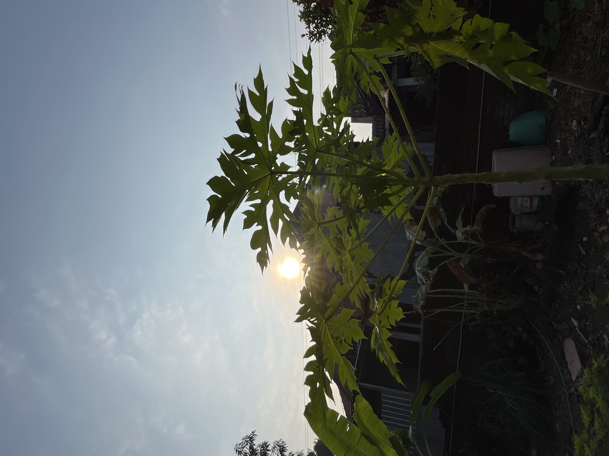 A sunlit outdoor scene captures a papaya tree in the foreground, its large, lobed leaves catching the warm rays. The sun is visible, slightly diffused by thin clouds, low in the sky and casting a bright glow. Behind the tree, a fence line separates the immediate area from a residential background. Various structures, including houses with tiled roofs and some metal sheeting, are discernible. Electrical wires are strung across the scene. The ground is covered in dark soil, with some scattered debris and vegetation, including what appears to be lemongrass. A few containers, including a light-colored bucket and a green woven basket, are present on the ground. The overall setting suggests a backyard or garden area in Karangkebagusan, Indonesia, likely during a morning or late afternoon.