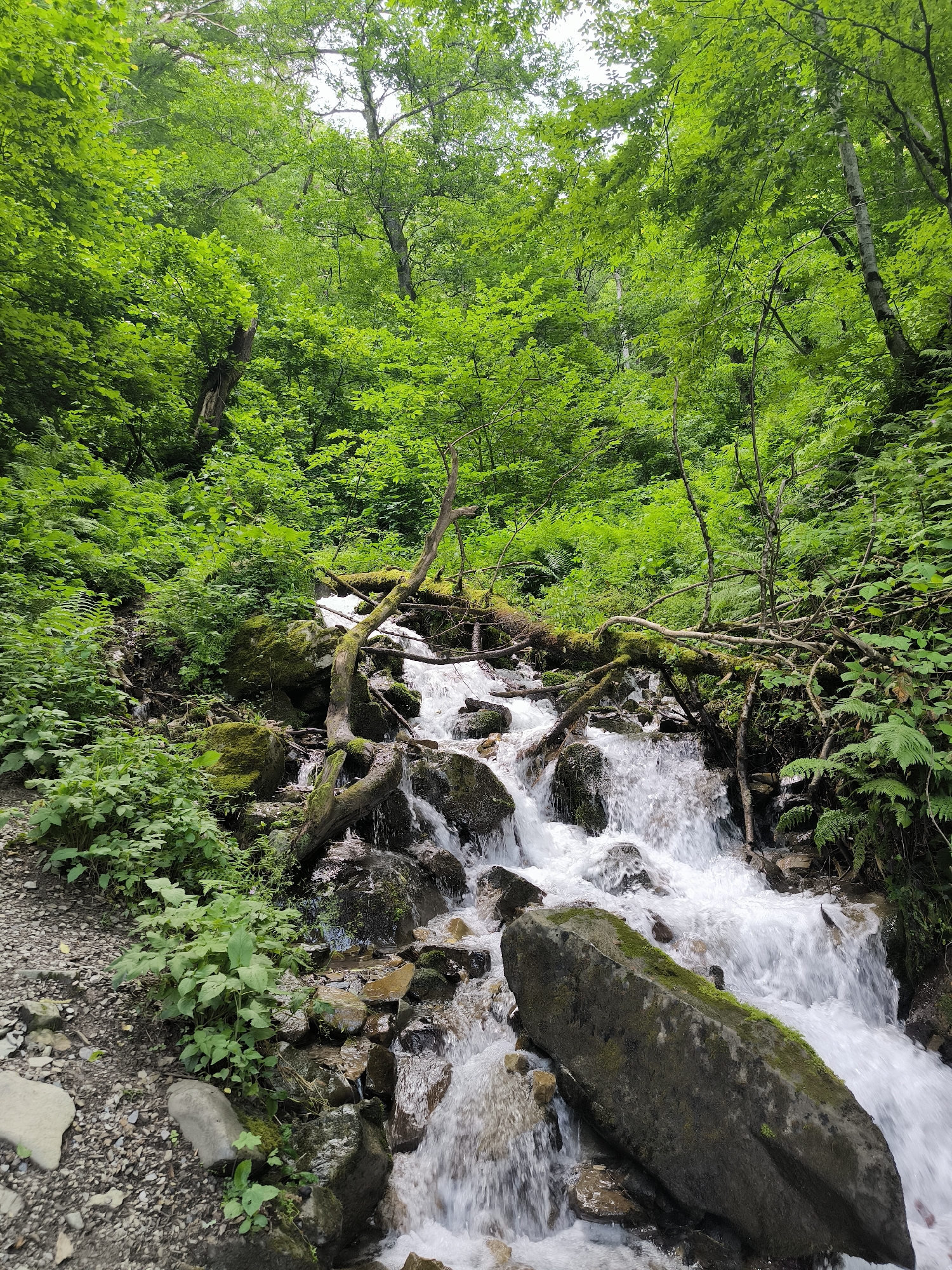 A bright, vertical, eye-level shot shows a narrow, cascading mountain stream in a lush, green forest. The stream, filled with whitewater, flows over moss-covered rocks and a fallen, moss-covered tree trunk that spans the middle of the frame. The banks of the stream are densely covered with green foliage, including ferns and leafy plants. The background is dominated by a dense canopy of vibrant green trees, with some branches reaching into the frame. The ground to the left of the stream is a path of gravel and small stones, with larger rocks and more greenery. The image appears to have been taken in the natural environment of Krasnaya Polyana, Russia, a mountainous area known for its forests and natural beauty. There are no people or animals visible in the image. The lighting is bright and natural, suggesting it was taken during the daytime.
