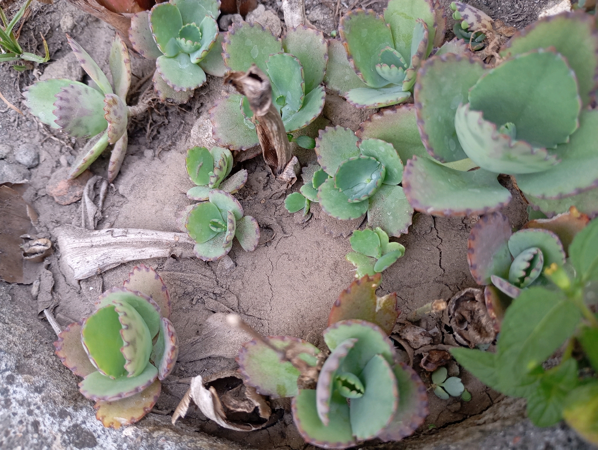 This is a close-up, overhead photograph of several Kalanchoe daigremontiana plants, commonly known as "Mother of Thousands." The plants are growing in dry, cracked soil, interspersed with small stones and dried plant debris. The leaves of the Kalanchoe are thick and succulent, with a slightly serrated edge and a purplish-red coloration along the margins. Small plantlets, which give the species its common name, are visible along the edges of some of the leaves. The soil appears to be a light brown, dusty color, indicative of a dry environment. The lighting suggests it is daytime, possibly with direct sunlight casting subtle shadows. There are no people or animals visible in the image, and the scene is static. The overall impression is one of a hardy, terrestrial plant thriving in a somewhat arid, outdoor setting. The location of Ketegan, Indonesia is noted as the context for this image.