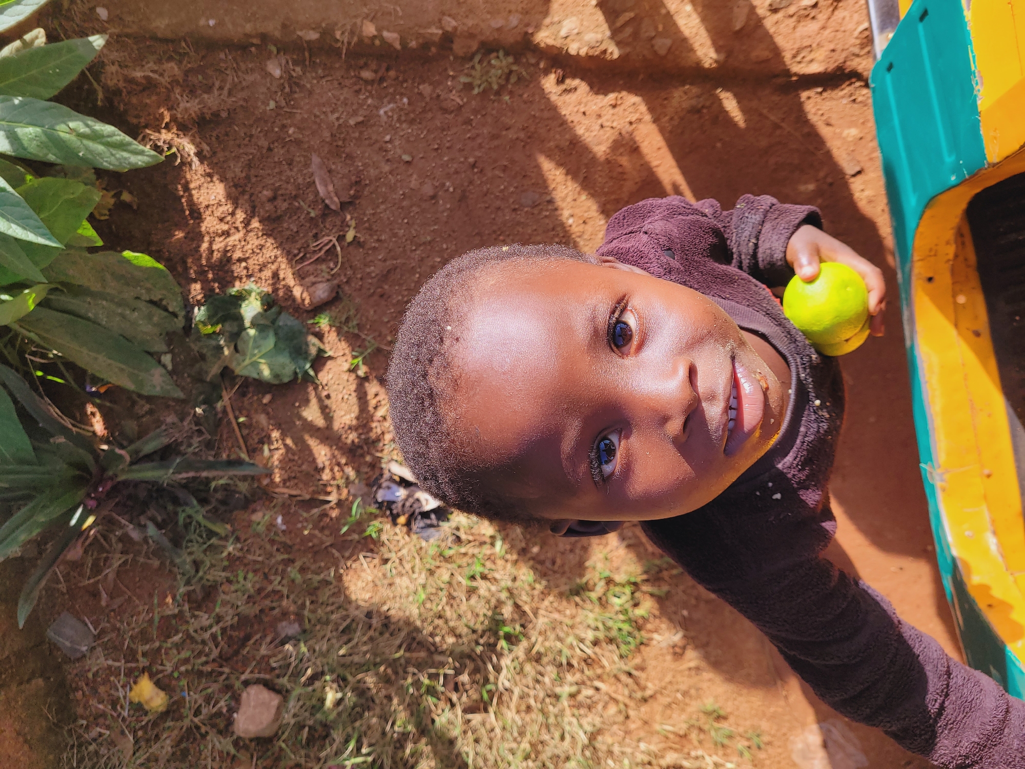 In Bukuru, Nigeria, a young child, seen from a high angle, looks up at the camera with a bright green fruit held in their right hand. The child's skin is dark, and they are wearing a dark purple sweater. Their mouth is open, revealing white teeth and a hint of pink gums, and there appears to be a small smudge of something light-colored on their chin. Sunlight casts shadows across the reddish-brown dirt ground, which is interspersed with patches of dry grass and some greenery. To the right of the child, a colorful object, possibly part of a vehicle with yellow and teal sections, is visible. The overall scene suggests an outdoor setting on a sunny day.