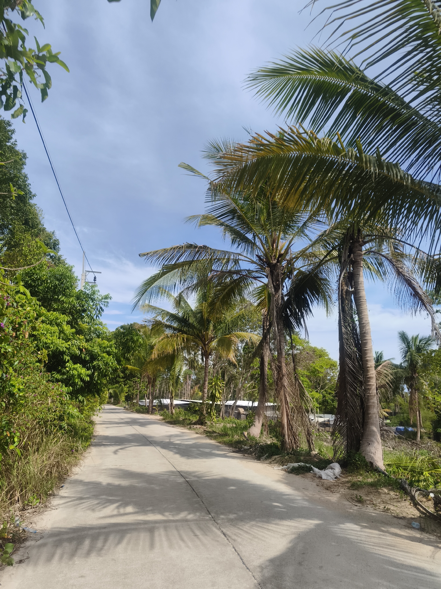A straight, light gray concrete road stretches into the distance, lined with palm trees and green vegetation. The road is mostly shaded by the trees, with palm fronds casting shadows on the pavement. A lush green forest borders the left side of the road, while the right side features palm trees and some undergrowth. In the distance, glimpses of buildings and other structures can be seen amidst the trees. The sky is blue with scattered white clouds. Power lines are visible on the left side of the road. This scene is located in Baan Tai, Thailand.