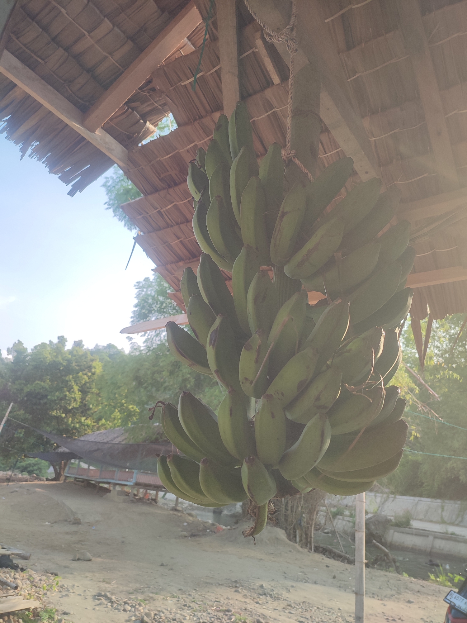 A bunch of green bananas hangs suspended from a thatched roof, likely in a rural or semi-rural setting in Saweuk, Indonesia. The bananas are tied with a rope to the structure, which shows signs of wear and tear. The background features a mix of greenery, suggesting a natural or agricultural environment. A building structure is visible in the background. The lighting is bright, indicating daylight hours. In the lower right corner, a part of a license plate on a motorcycle can be seen. The ground appears to be dirt or gravel.