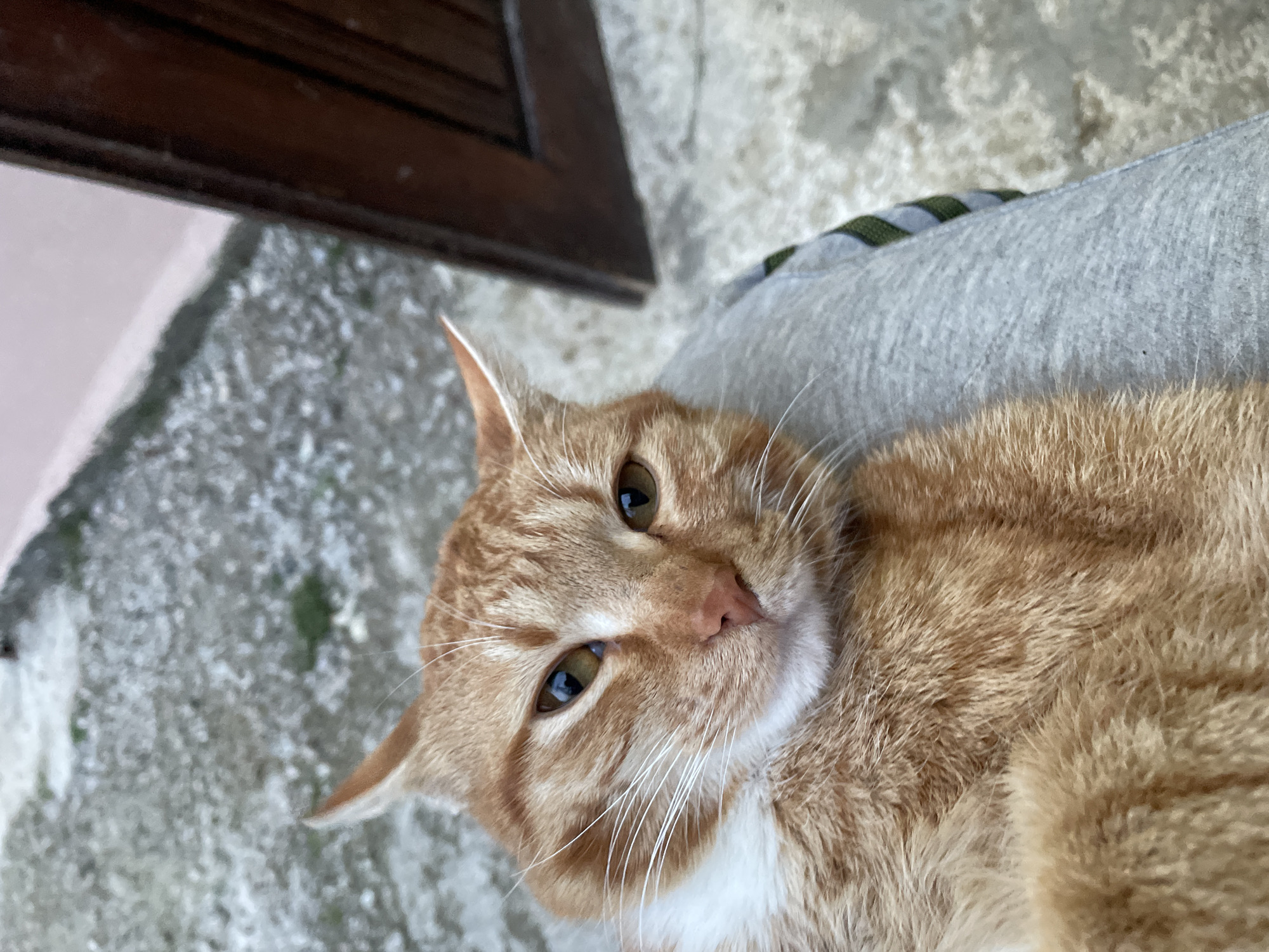 A medium shot of an orange tabby cat lying on a person’s lap. The cat is positioned in the center-right of the frame, looking up at the camera with a slightly tilted head. The cat has white markings on its chest and chin. The person’s lap is covered in light gray material with a thin green striped border. The background consists of a mottled gray surface, possibly concrete, and a dark brown wooden frame in the upper left corner. The location is likely in Zlatograd, Bulgaria.