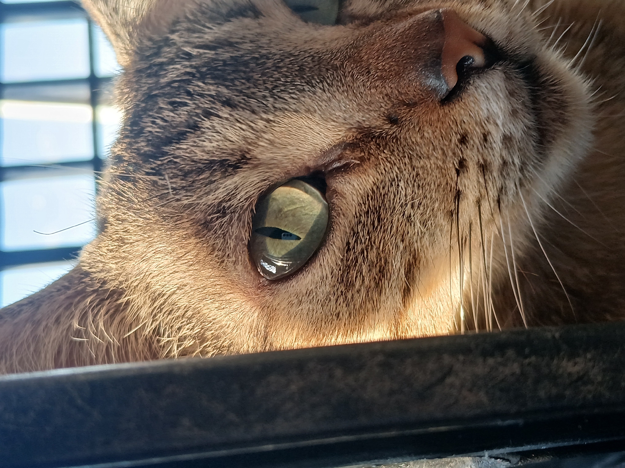 A close-up, low-angle shot captures the right side of a domestic tabby cat's face, likely in Ciudad Guayana, Venezuela, illuminated by strong, direct natural daylight. The cat's fur, a mix of golden-brown and dark stripes, is rendered with sharp detail, especially around its alert, almond-shaped green-yellow eye. A dark, textured bar occupies the foreground, suggesting the cat is peering over or through an enclosure, such as a cage or window frame.
The bright, out-of-focus background, visible through what appear to be window panes or bars, indicates an outdoor or very brightly lit indoor setting during the daytime. In the reflection of the cat's eye, a distinct dark object, possibly a camera or phone lens, is visible against the bright background, along with parts of the surrounding environment. Sunlight creates strong highlights on the cat's fur, particularly on its cheek and the rim of its ear, and illuminates its numerous white whiskers. The cat's pink nose is partially visible on the upper right. The overall impression is one of quiet, curious observation. No text is visible in the image.