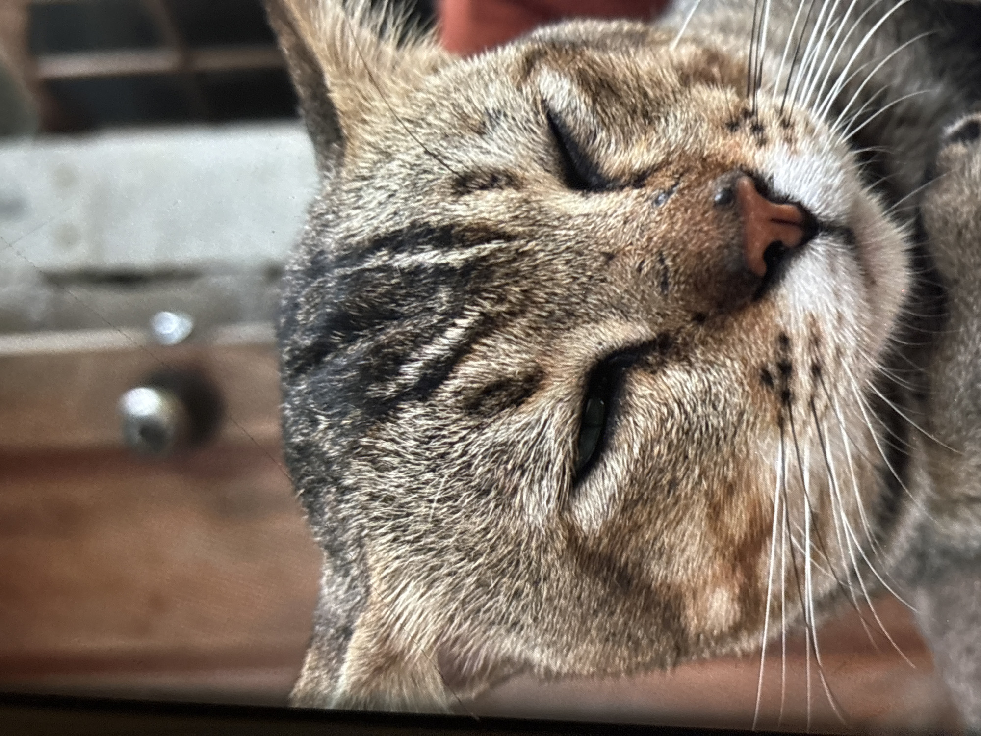 The image is a close-up, eye-level, headshot of a domestic cat with tabby markings. The cat's eyes are mostly closed, and its whiskers are prominent. The background is blurred and appears to be an outdoor or semi-outdoor setting with wooden and concrete elements, suggesting an urban or semi-urban environment. There is no specific information in the image that indicates the location is Chalong, Thailand.