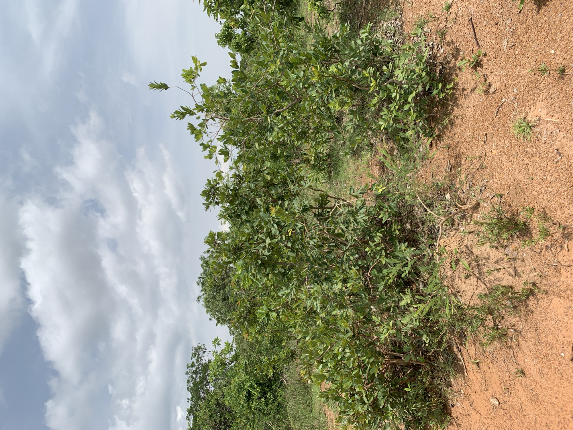 In Nabatum, Nigeria, this image depicts an outdoor scene dominated by lush green vegetation and a red, sandy terrain under a cloudy sky. Two prominent bushes, characterized by dense foliage and thin branches, are positioned in the foreground. The ground is covered with a mix of red soil and scattered green grass. In the background, more trees and greenery are visible, suggesting a natural or semi-cultivated environment. The lighting indicates it is daytime, with soft light filtering through the clouds.