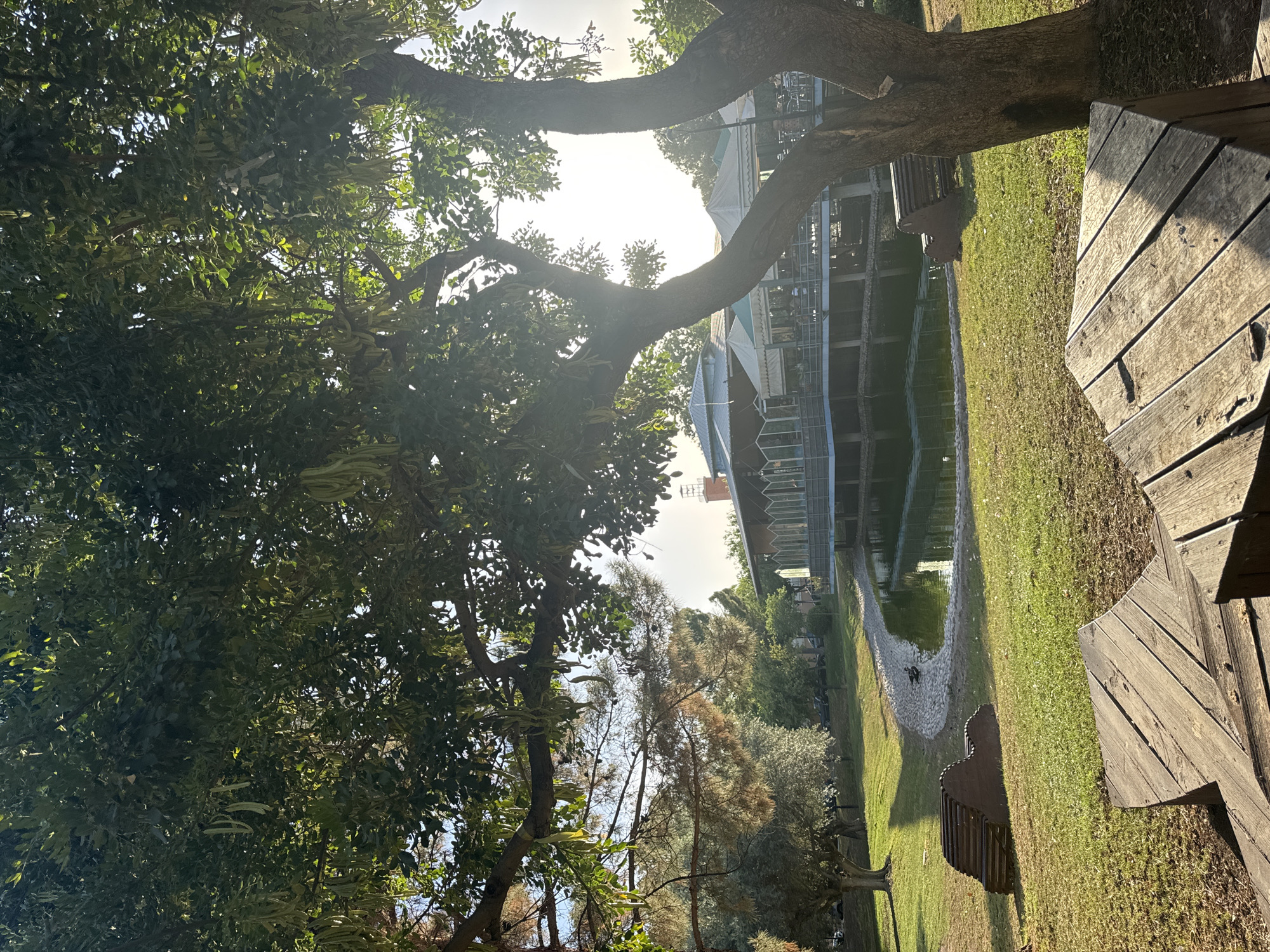 The image shows a park scene with a pond and a building in the background. In the foreground, there are two wooden benches, one of which is partially visible and made of planks arranged in a starburst pattern. The other bench is to the left and appears to be a molded wooden structure. The pond is surrounded by grass and a stone path. A single duck is visible on the edge of the pond. In the middle ground, a building with a glass facade and a light-colored roof is situated overlooking the pond. Trees with dense foliage are prominent throughout the image, with one large tree in the right foreground casting a shadow. The sun is shining, creating a bright, clear day with visible sun flares through the tree branches. The scene appears to be outdoors and tranquil, possibly a public park or garden area. The image does not provide explicit details to pinpoint its location to the city of Murcia, Spain.