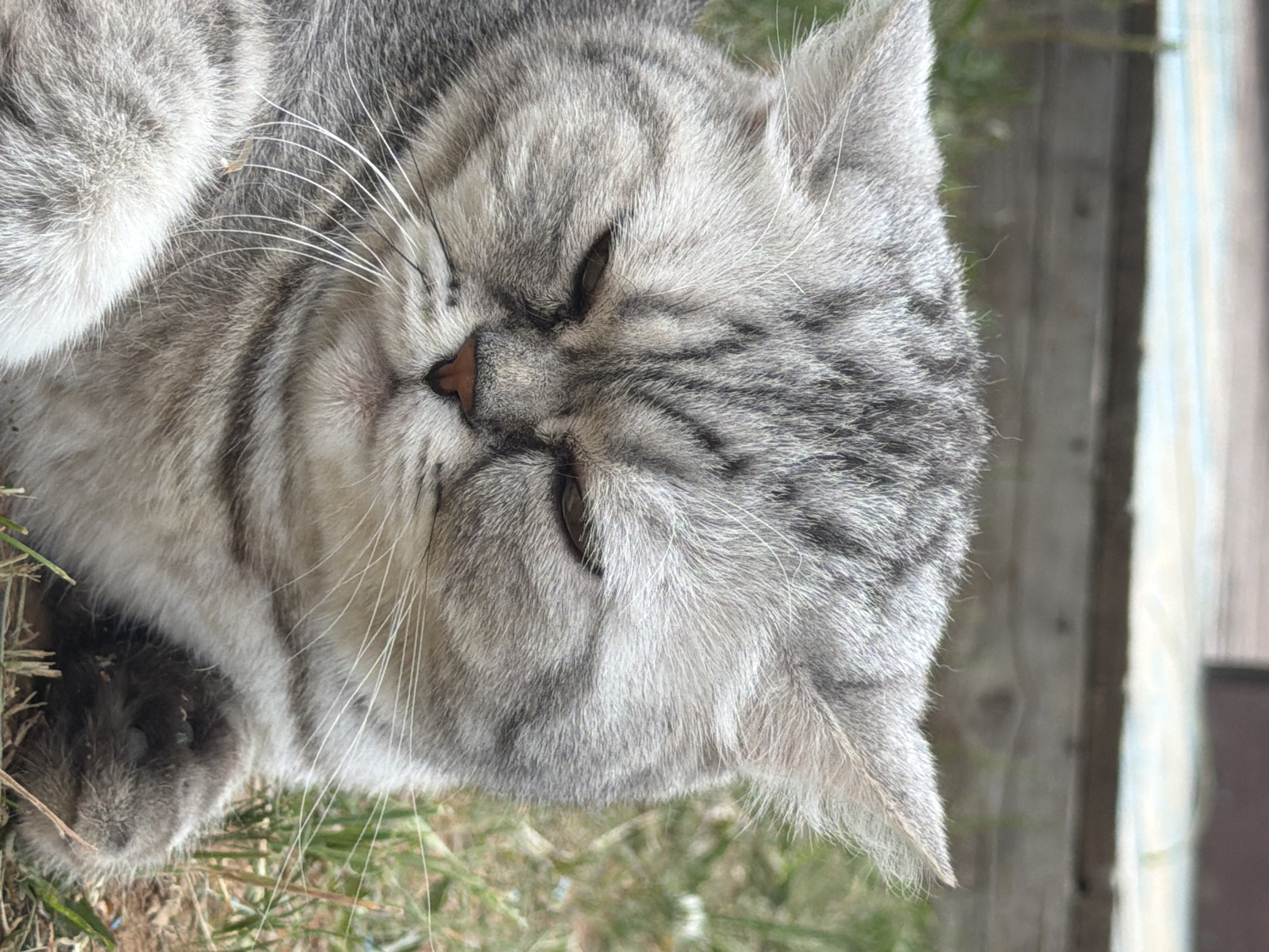 A close-up shot depicts a silver tabby cat resting on grass next to a weathered wooden fence. The cat has its eyes nearly closed and its paws curled inwards. The background includes blades of grass and the fence, which appears to be part of an outdoor structure. There are no people visible in the image. There is no information in the image to verify the location as Chaikovsky, Russia.