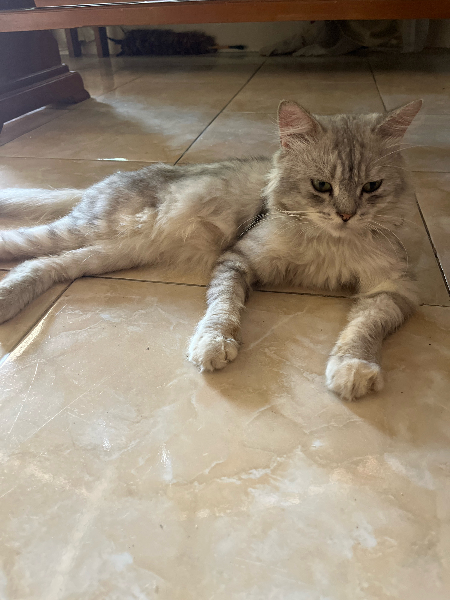 A medium-haired, grey tabby cat with green eyes is lying on a beige, marbled tile floor. The cat is positioned centrally in the frame, facing the camera with its front paws extended. The background shows the underside of a wooden piece of furniture, possibly a table or cabinet, and another blurry, darker-colored animal can be seen in the distance beneath it. The lighting suggests an indoor environment with natural light filtering in. The image appears to have been taken in Jatirogo, Indonesia, given the context.
