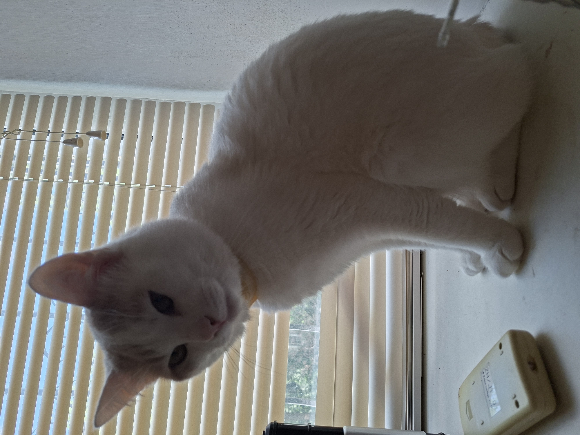 A white cat with light gray markings on its face and ears is the primary subject in this image. The cat is wearing a light yellow collar. The feline is positioned on a flat surface, possibly a desk or windowsill, with its head tilted downwards and its body curved. Behind the cat, vertical blinds are visible, suggesting an indoor setting near a window. The blinds are light beige in color and appear to be partially open, allowing diffused light to enter the room. Through the gaps in the blinds, glimpses of greenery can be seen, indicating the presence of trees or plants outside. The overall lighting suggests daytime, with soft illumination. The cat's expression appears curious or playful. On the right side of the image, a small, rectangular electronic device with some visible text is present on the same surface as the cat. The text on the device includes "ZM-JV-9". The image is oriented sideways, with the cat's head towards the bottom left.