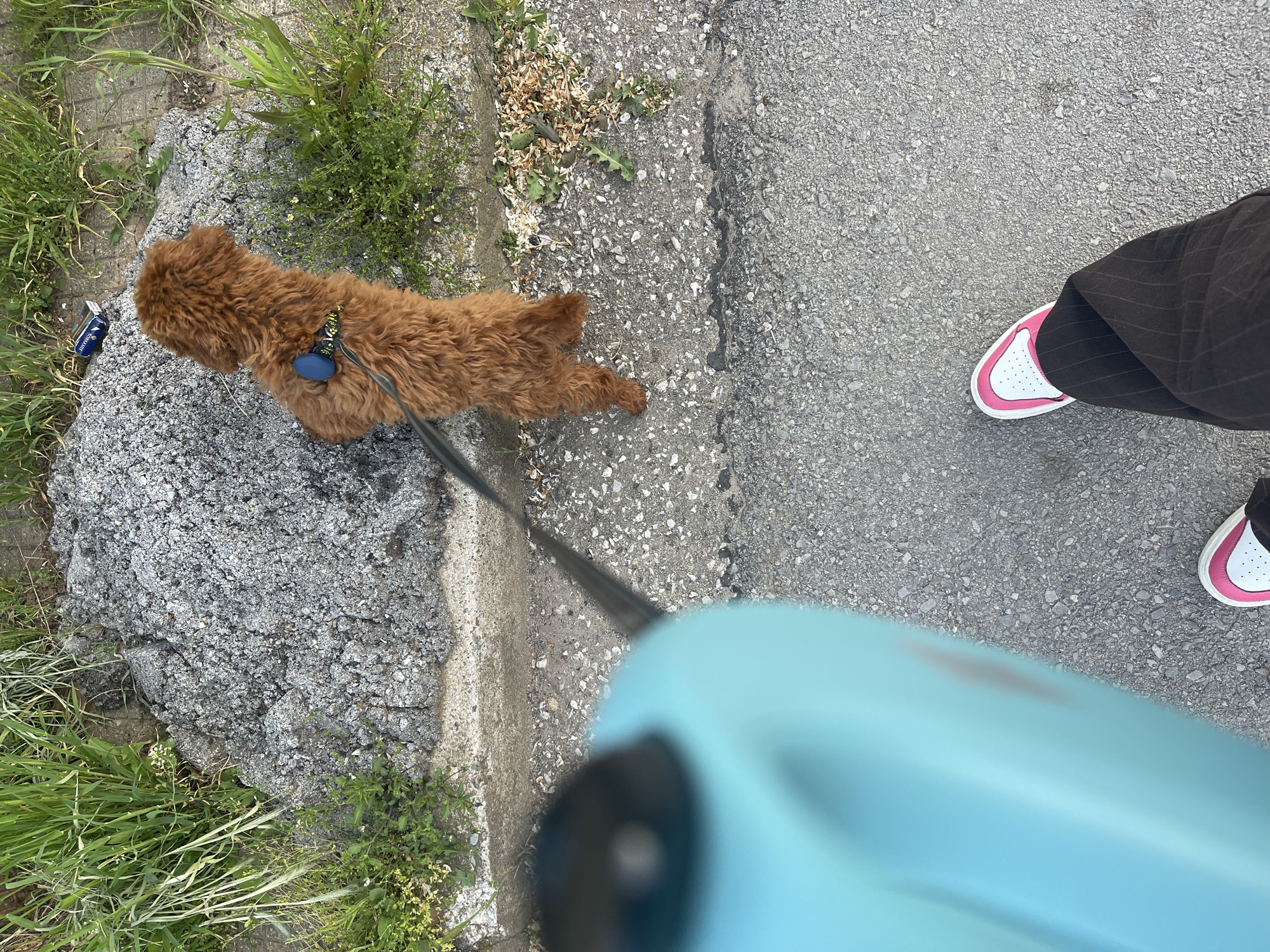 This image, captured from a first-person, downward perspective, depicts a person walking a small, reddish-brown, curly-haired dog on a leash outdoors in Sofia, Bulgaria. The dog, resembling a poodle or doodle, wears a blue collar with a yellow and green patterned band and a blue circular tag. It is positioned on a rough, lighter-colored strip of ground, possibly concrete or gravel, that borders an asphalt path, appearing to sniff or observe something near the ground.
Beside the dog, a small, dark blue rectangular object, which appears to be a cigarette box or lighter, is visible on the ground. Partially legible white text on this object suggests "MARLBORO" or a similar brand.
The person's lower legs and feet are visible on the asphalt path, clad in dark, possibly pinstriped pants and white sneakers with distinctive pink accents. The individual holds a bright light blue retractable dog leash, from which a black cord extends to the dog.
The scene unfolds during bright daytime hours, with even lighting suggesting fair weather. The environment is typical of an urban or suburban setting, featuring an asphalt path, a rougher border with grass and weeds, and hints of a curb or roadside. The overall impression is a casual stroll with a pet.