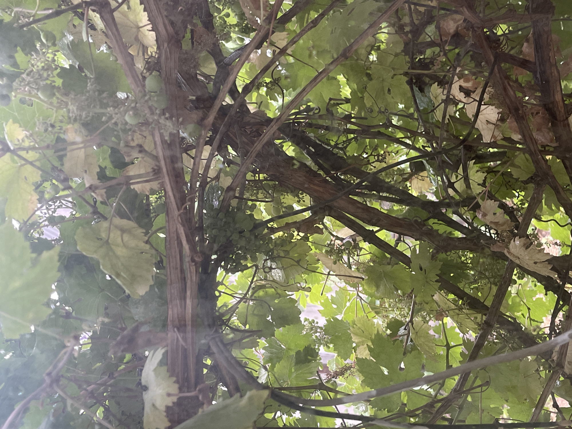 This media file is a close-up, low-angle shot of a grape vine. The scene is dense with the vine's branches, leaves, and developing grape clusters. The vine appears to be supported by a network of thicker branches, possibly part of a trellis or an existing structure. The leaves are predominantly green, some appearing healthy and vibrant, while others show signs of drying or browning, suggesting a transition in season or plant health. Small, immature grape clusters are visible, hinting at early stages of fruit development.
The lighting suggests it might be daytime, with sunlight filtering through the canopy of leaves, creating a dappled effect. The overall mood is natural and organic, focusing on the intricate details of the vine's growth. There are no people or animals visible.
Location cues from the provided context indicate this scene is in Bishkek City, Kyrgyzstan. No text is visible in the image. The focus is entirely on the natural elements of the grape vine itself.
