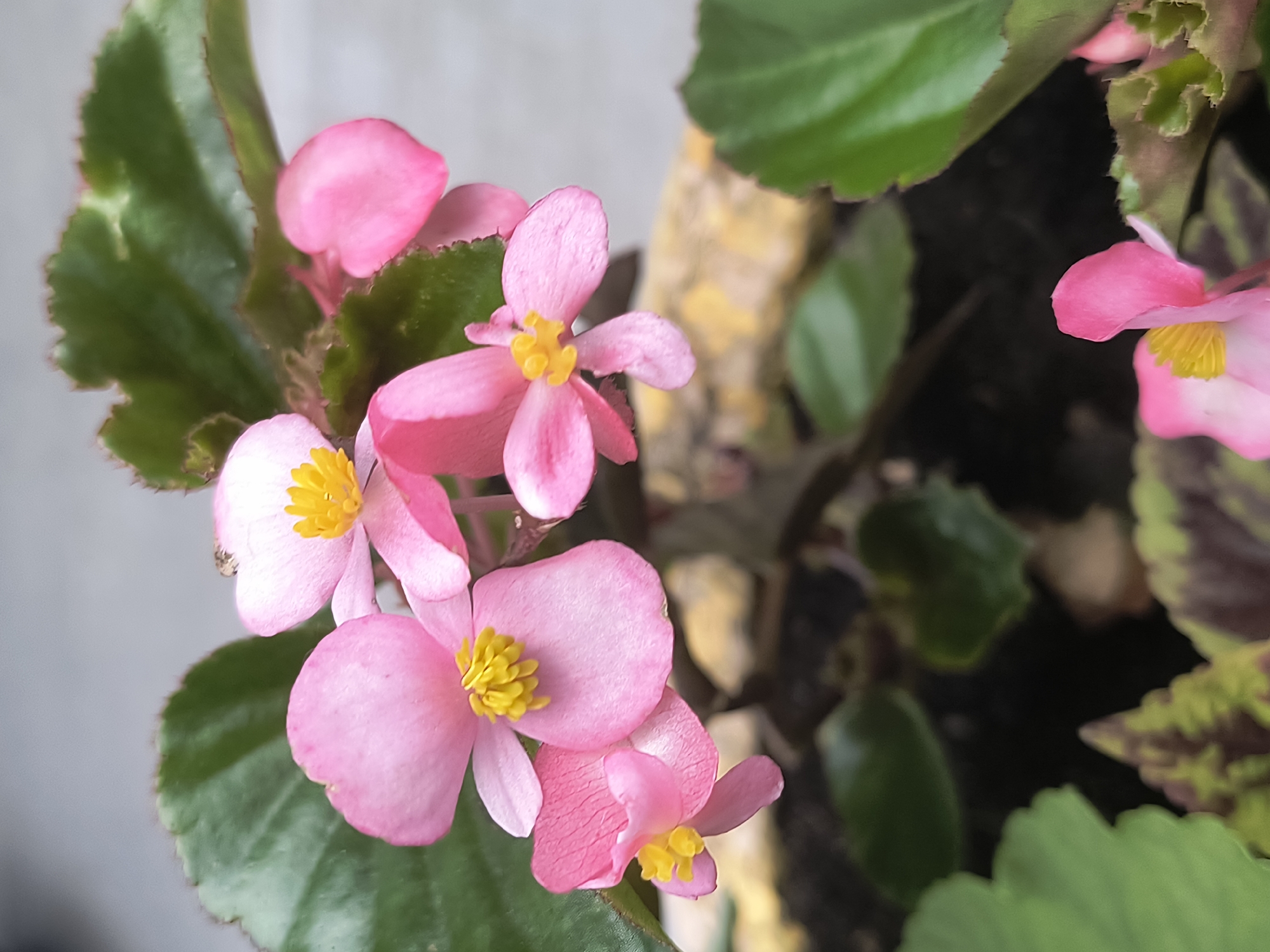 A close-up shot showcases delicate pink begonia flowers with bright yellow centers. The flowers are clustered on stems, surrounded by lush green leaves with serrated edges. Some leaves exhibit a subtle variegation of reddish-brown and green. In the background, a blurred out-of-focus element appears to be a light-colored, textured surface, possibly a pot or planter. The lighting suggests an outdoor setting, possibly a garden or balcony. There is no indication of the city of Rivne, Ukraine, in the image.