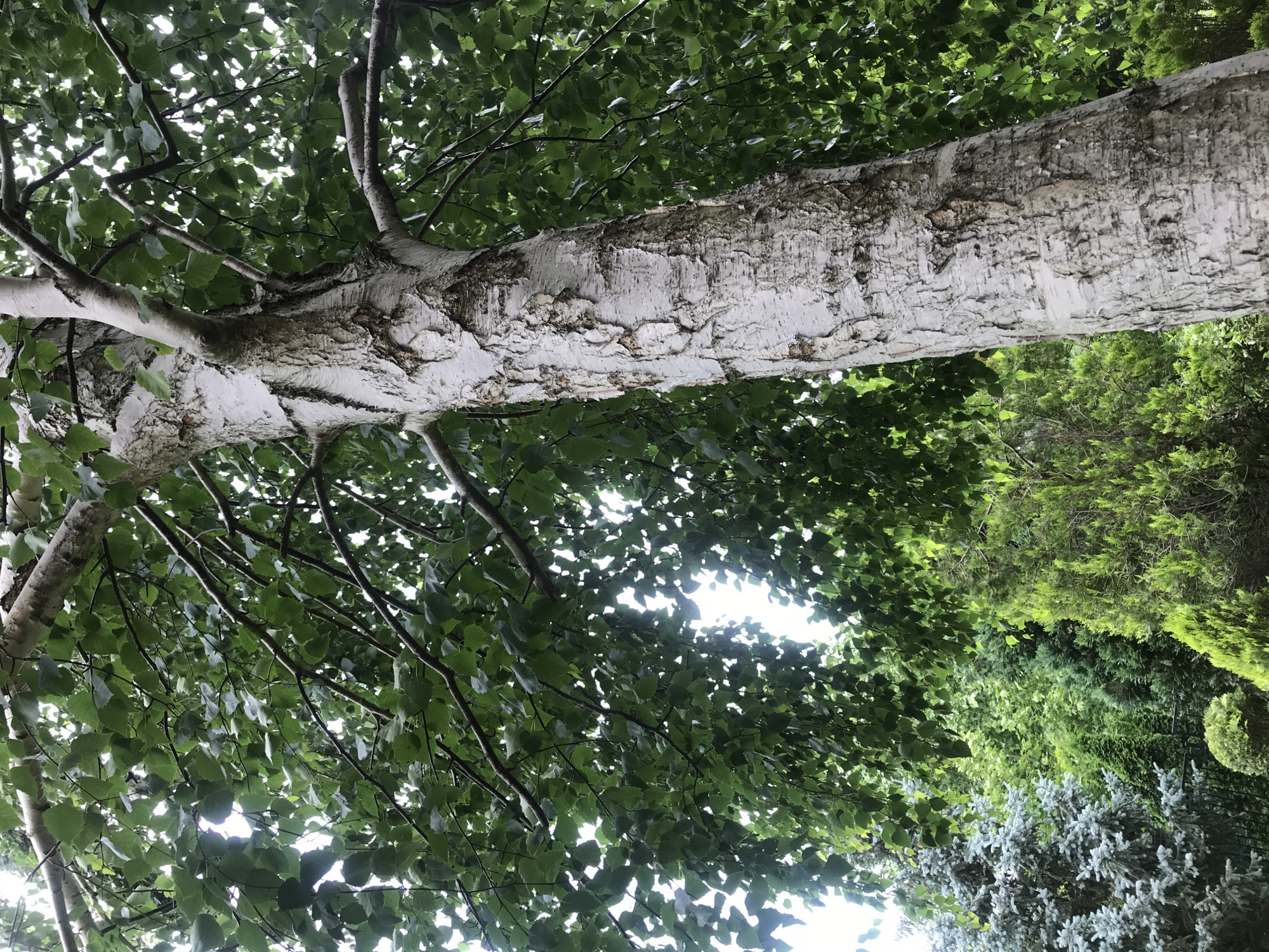 A close-up, low-angle shot captures the textured bark of a mature birch tree's trunk, which dominates the right side of the frame. The trunk is a pale, peeling white with dark, horizontal markings and rough, textured patches. Overhead, the tree's branches are laden with vibrant green leaves, some of which hang downwards, obscuring the bright, overcast sky. To the left and in the background, a dense arrangement of various green conifers and smaller bushes creates a lush, layered backdrop. The lighting suggests it is daytime, possibly overcast or late afternoon, as the light is diffused. There are no people or animals visible in the scene. The image was taken in the city of Varna, Bulgaria, likely in a garden or park setting.
